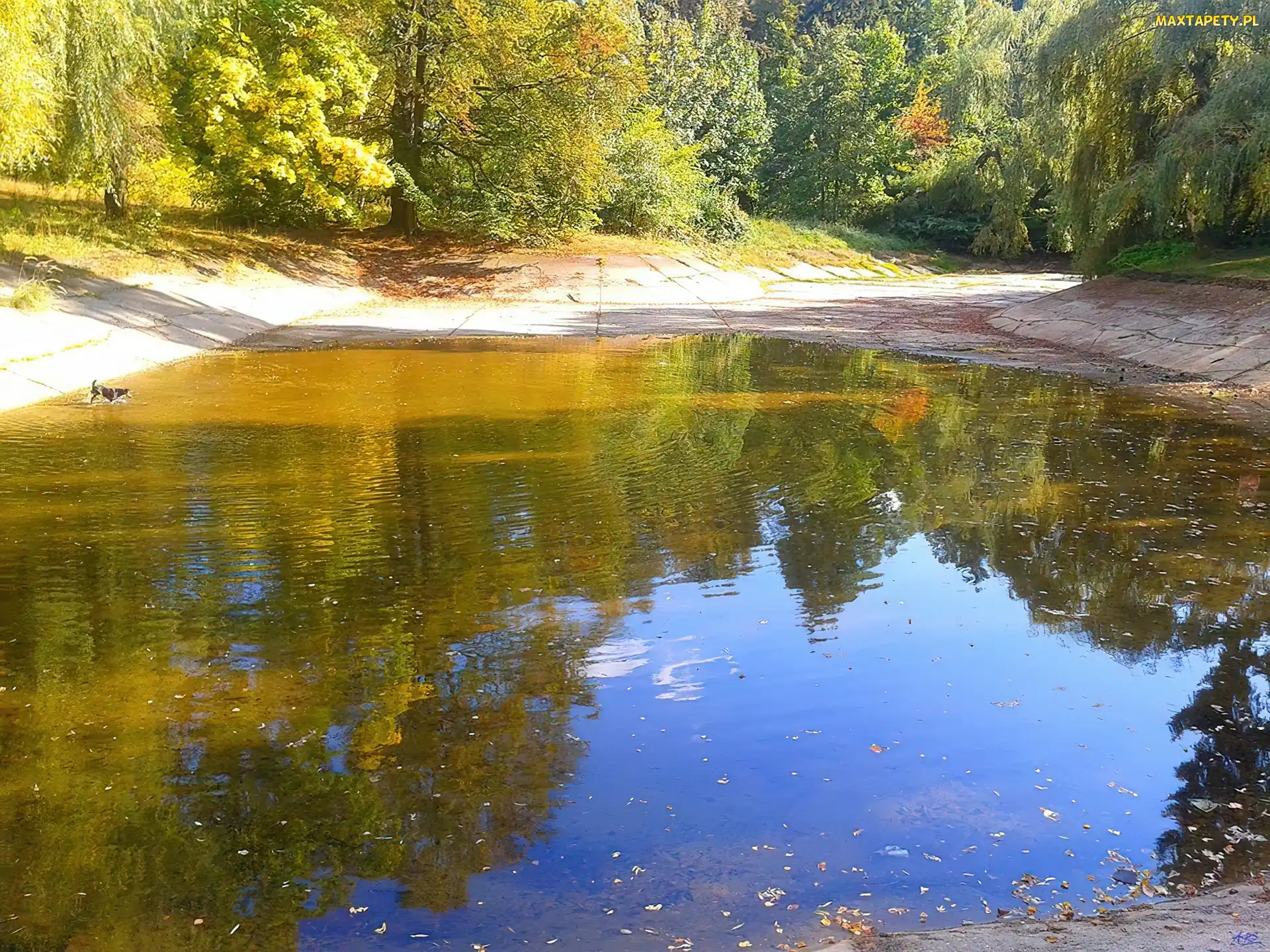 Staw, Odbicie, Park
