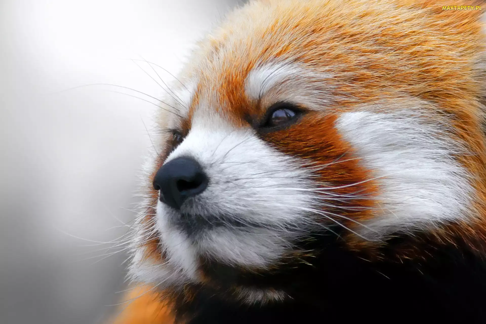 Czerwona, Pandka ruda, Panda