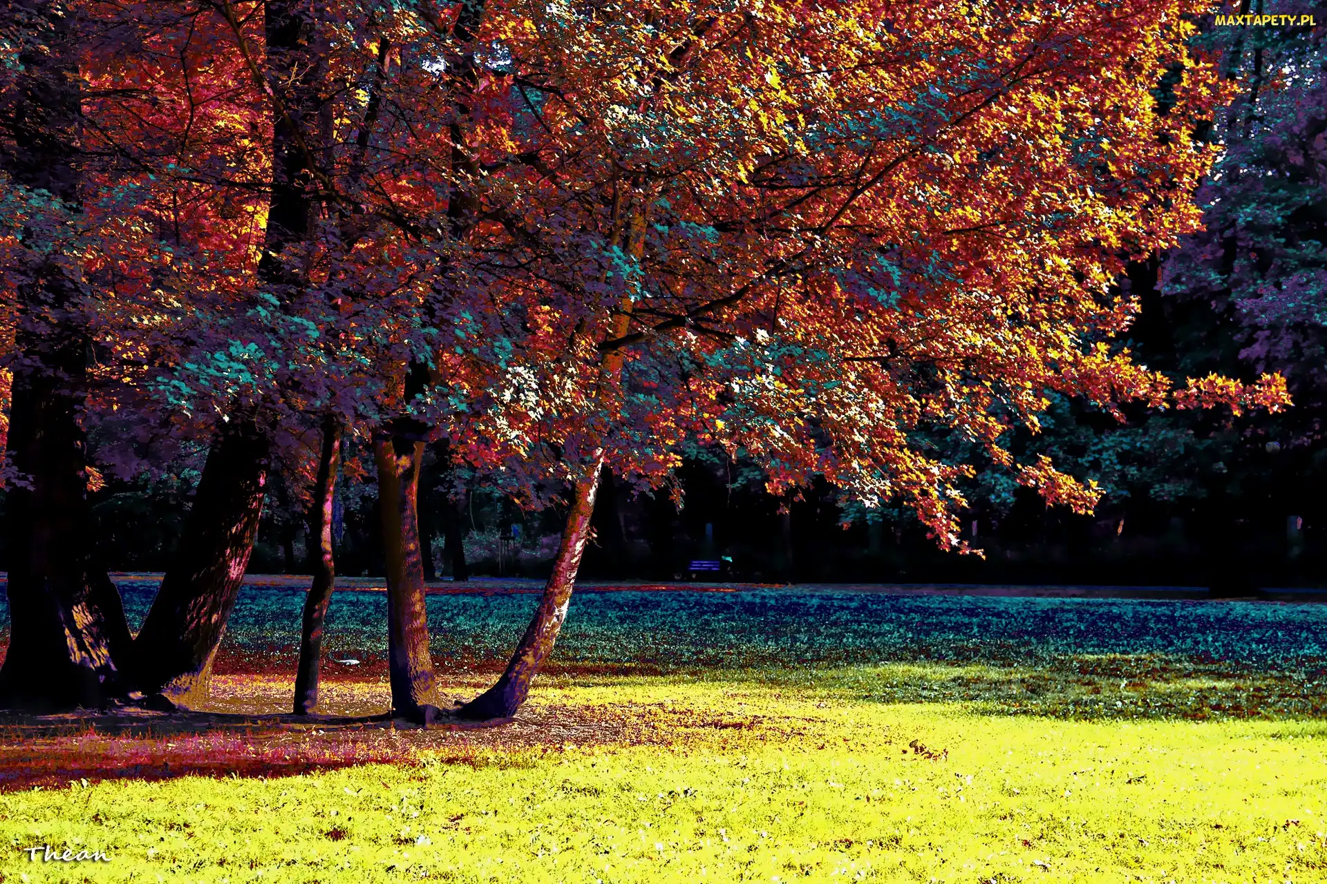 Park, Drzewa, Kolorowy