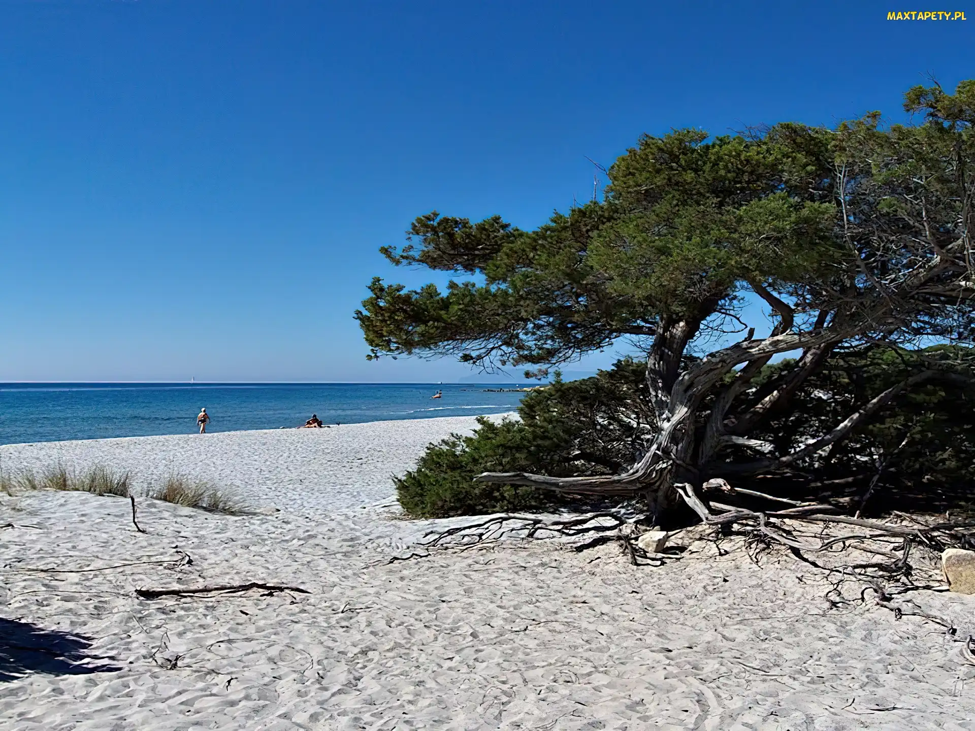 Plaża, Sosna, Morze