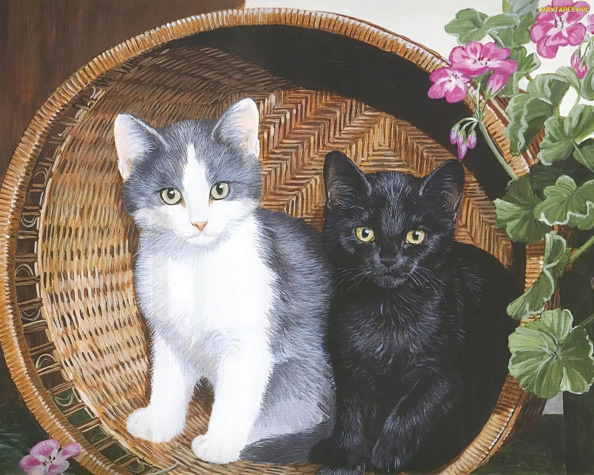 Dwa, Pelargonie, Kosz, Kwiaty, Koty