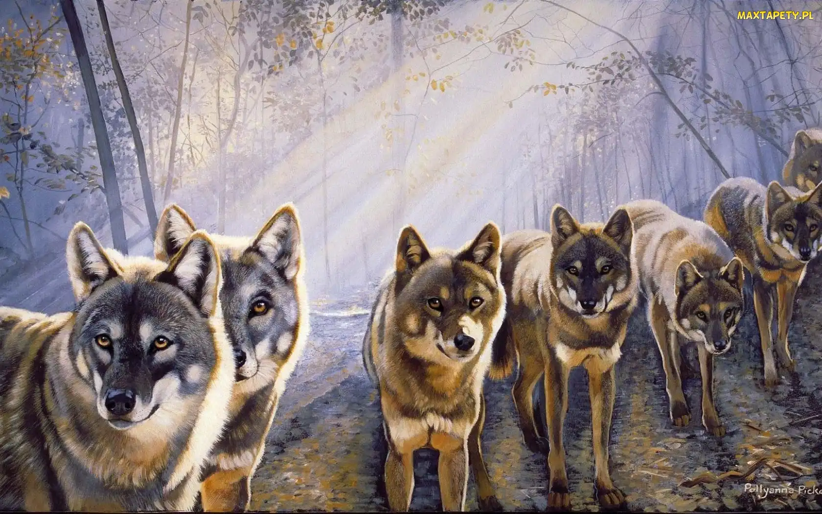 Słońca, Promienie, Wilki, Las