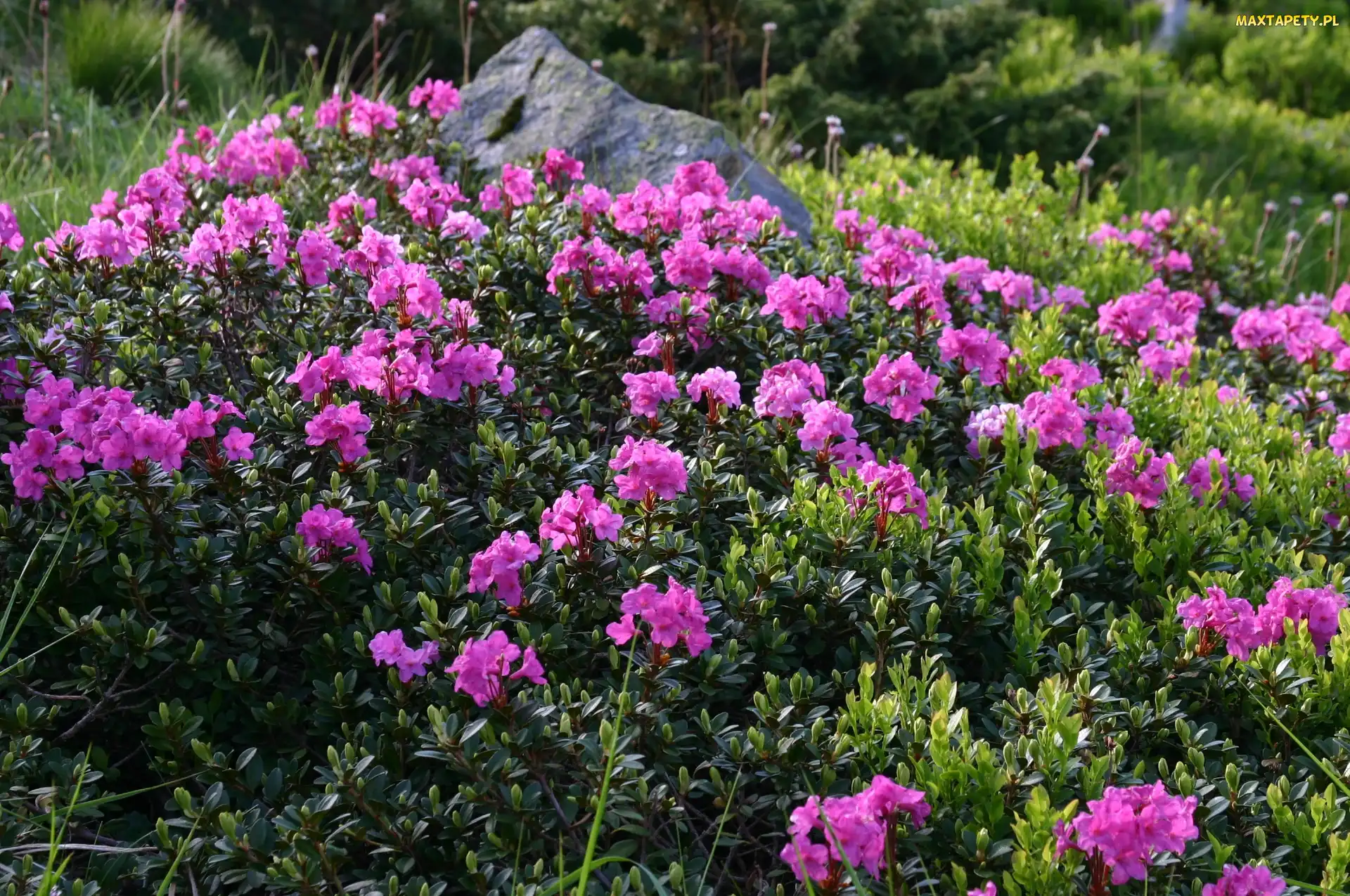 Kamień, Rododendron, Łąka