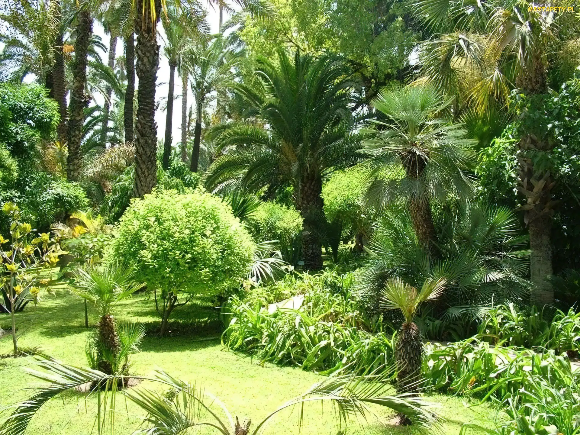 Park, Palmy, Egzotyczny