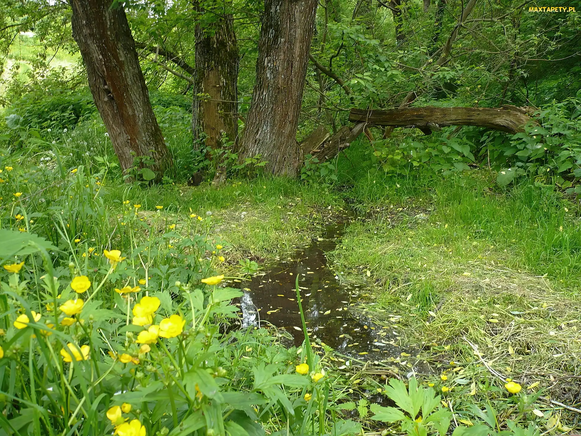 Łąka, Las, Strumyk