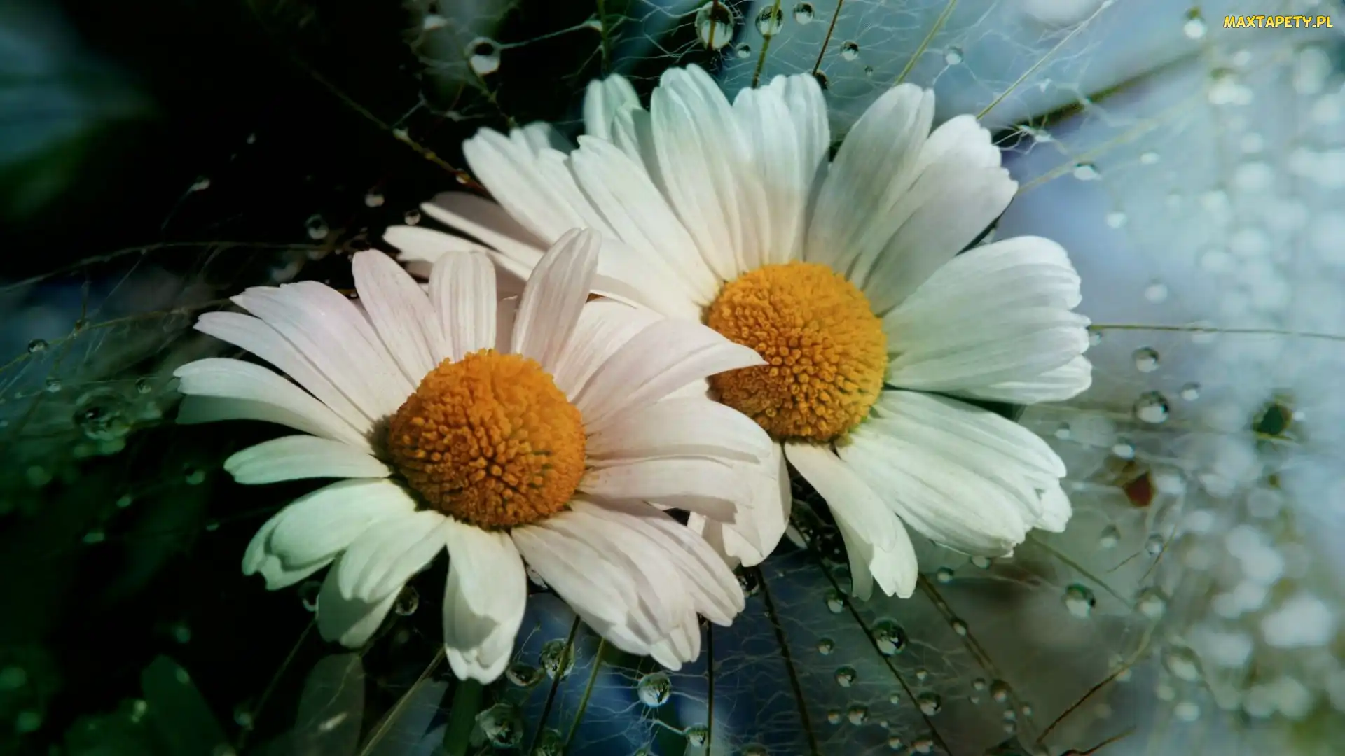 Margerytki, Wody, Krople, Rosa, Kwiaty