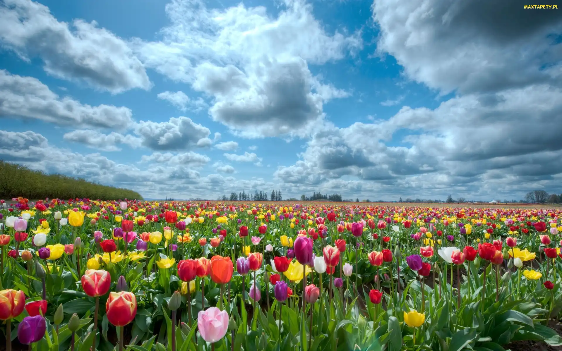 Kolorowe, Tulipany, Pole