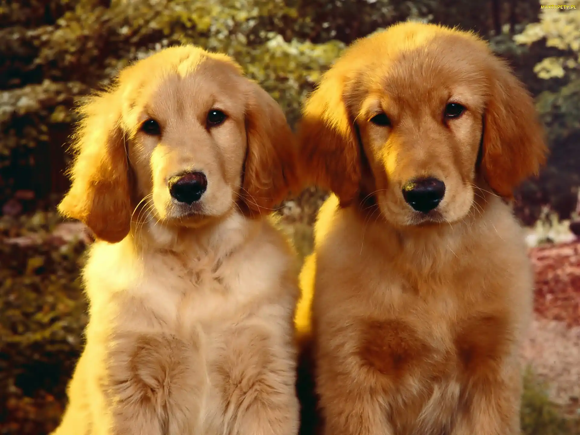 Szczeniaki, Golden Retriever, Dwa
