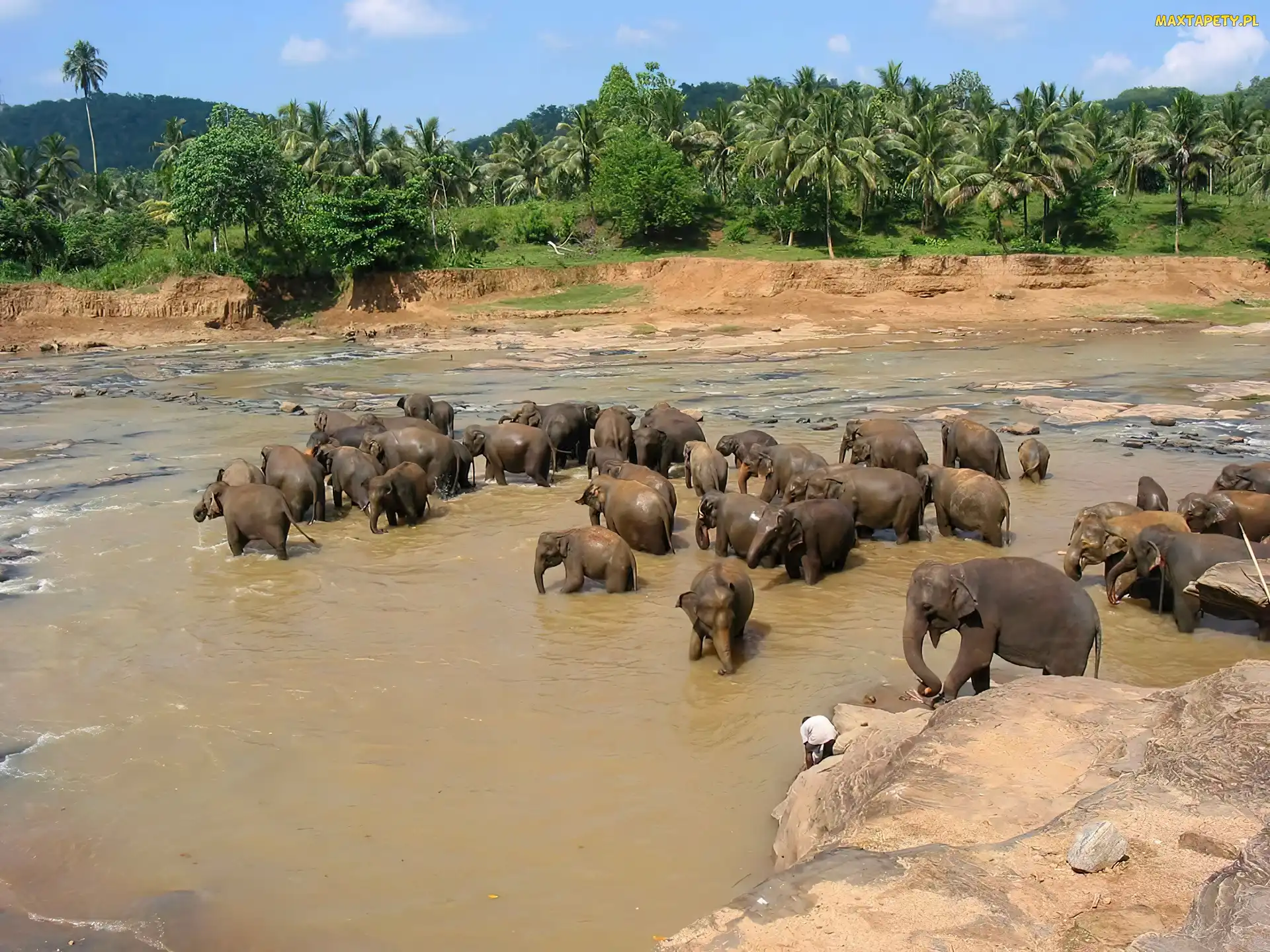 Słonie, Sri Lanka, Kąpiel, Rzeka