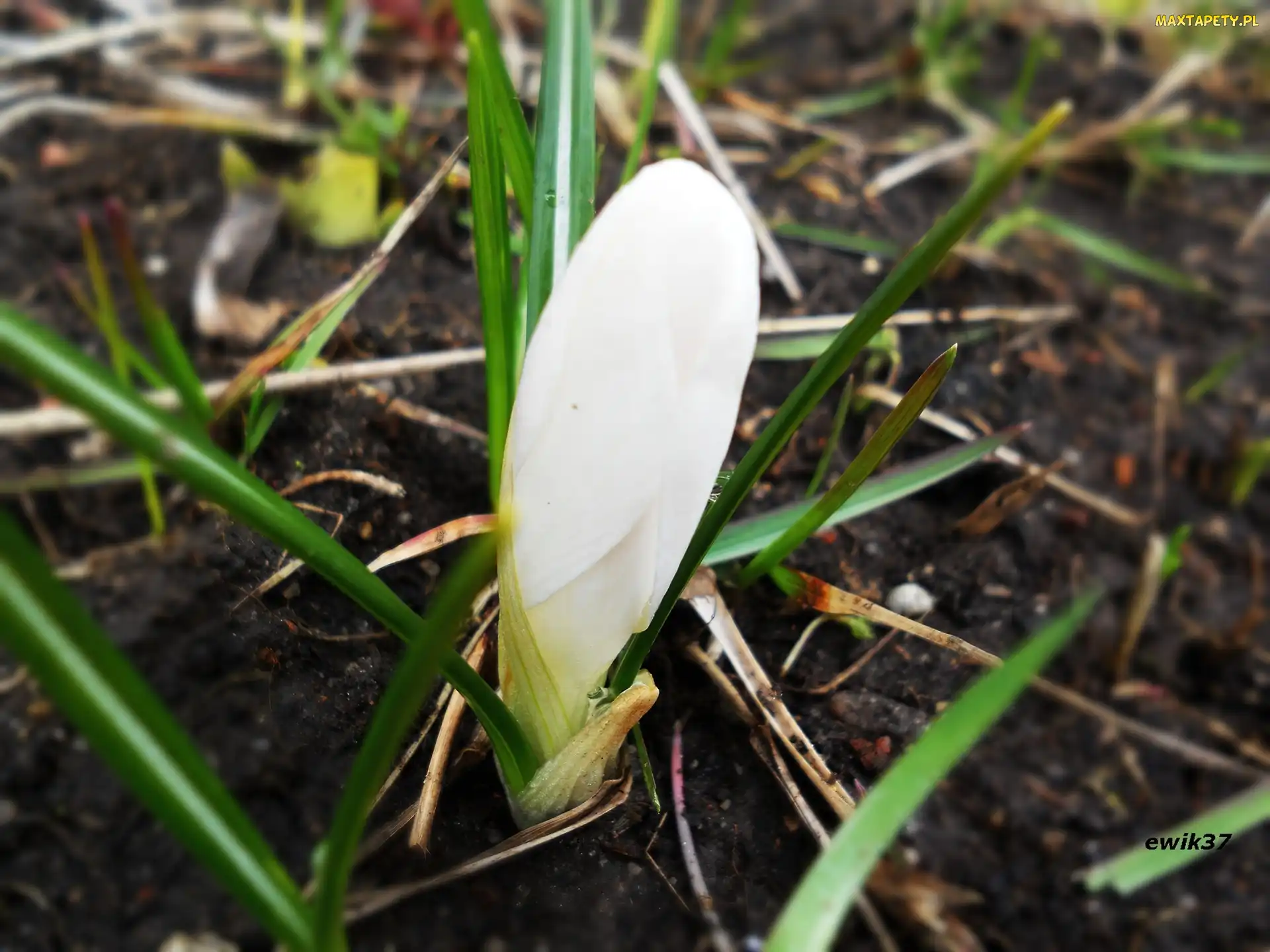 Krokus, Pączek, Biały