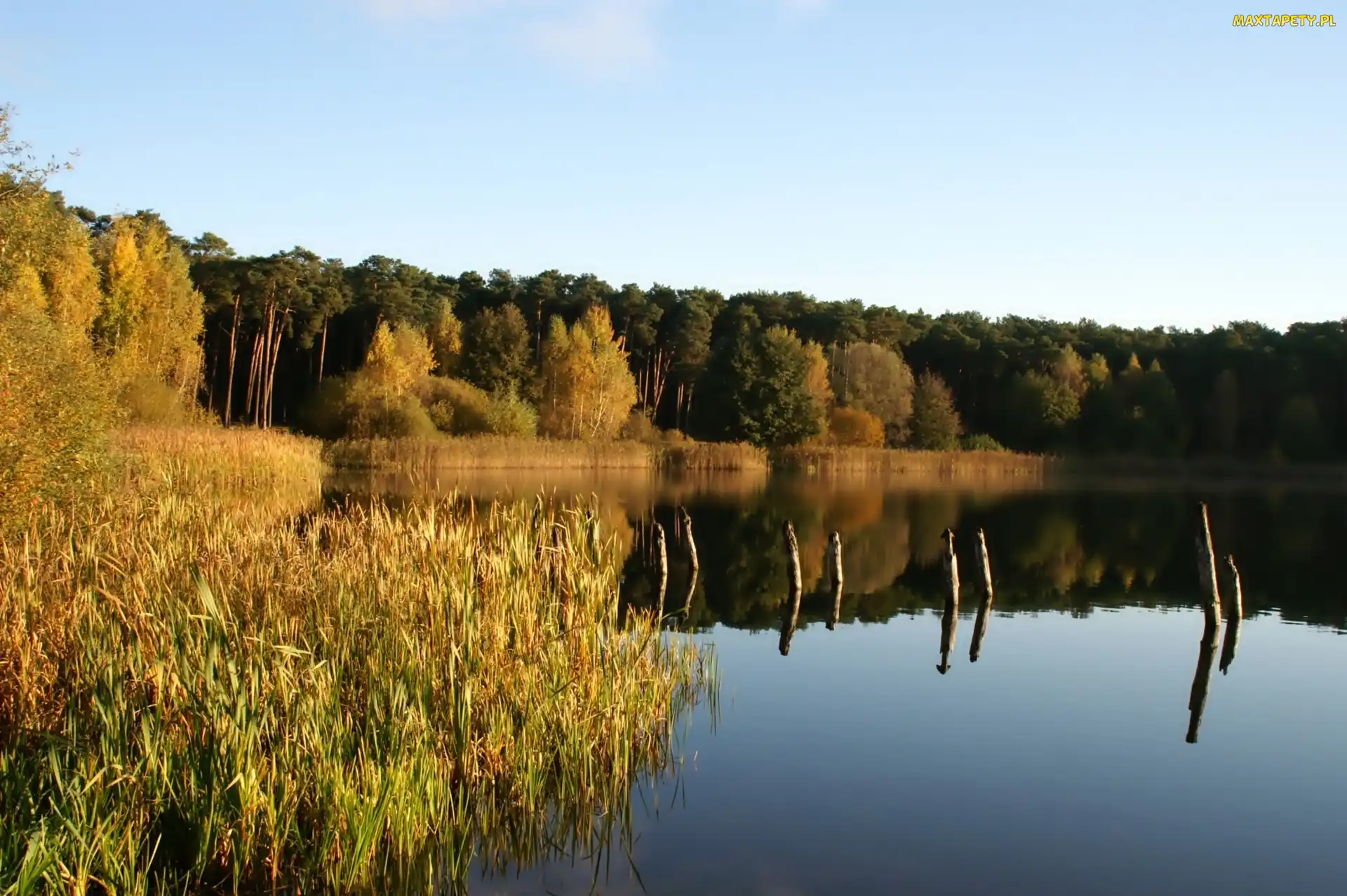Odbicie, Szuwary, Jezioro, Las