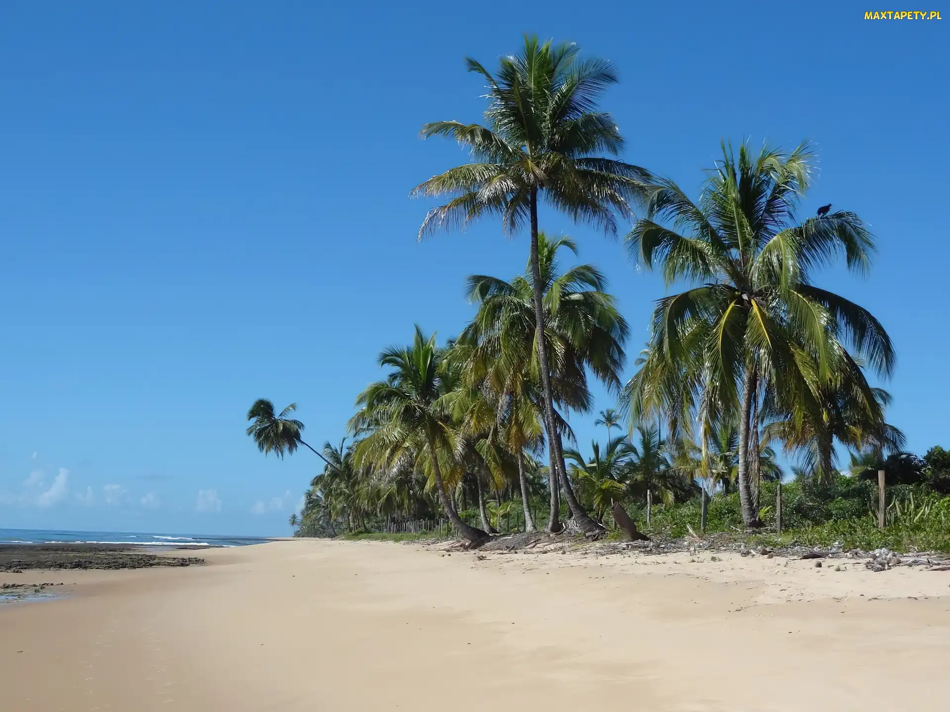 Palmy, Brazylia, Plaża