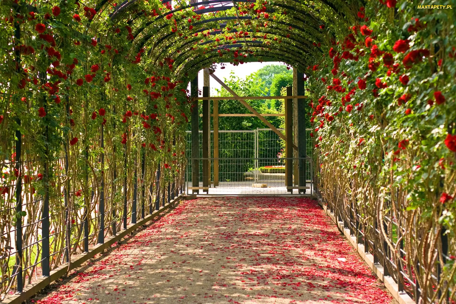 Pergola, Płatki, Róże