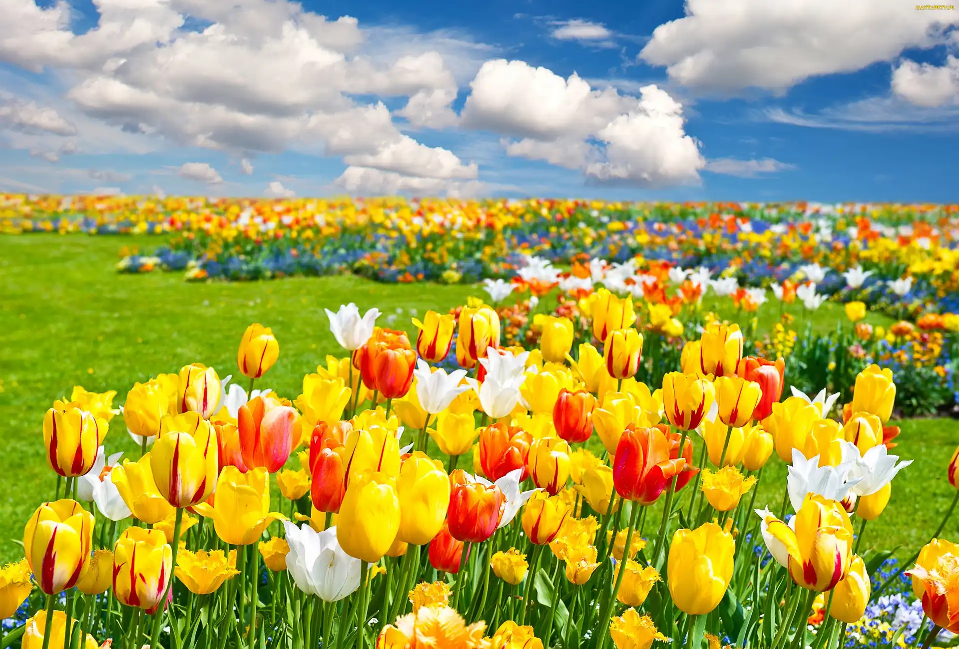 Tulipany, Chmury, Kolorowe