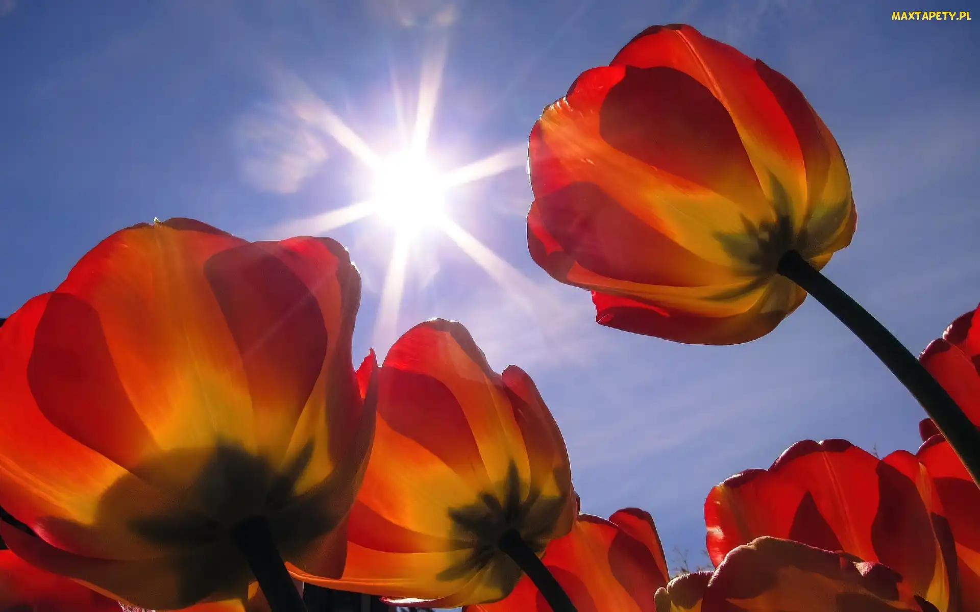 Promienie, Tulipany, Słońca