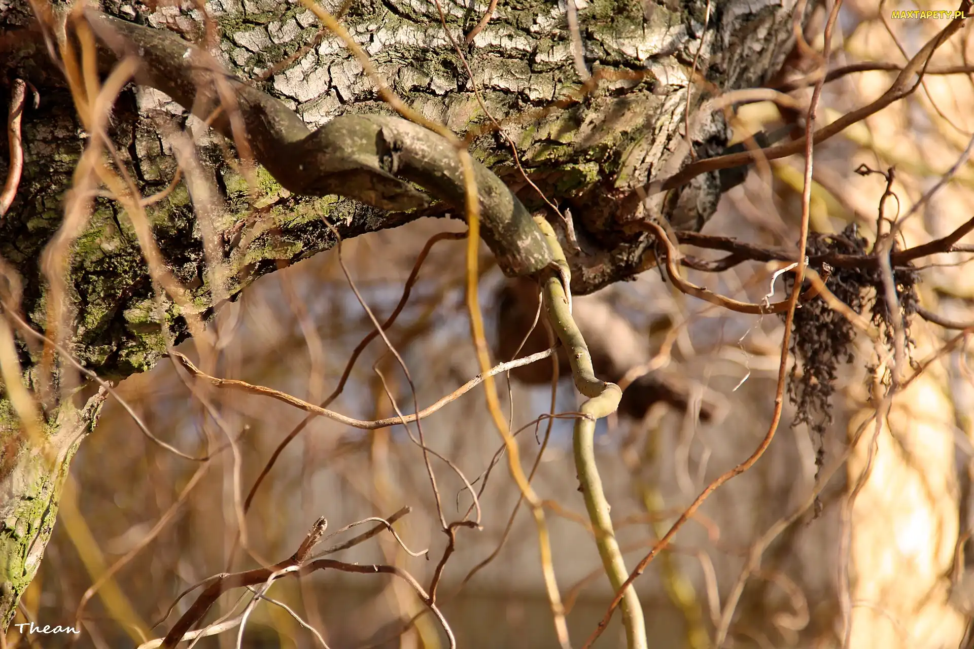 Wierzba, Kora, Drzewo