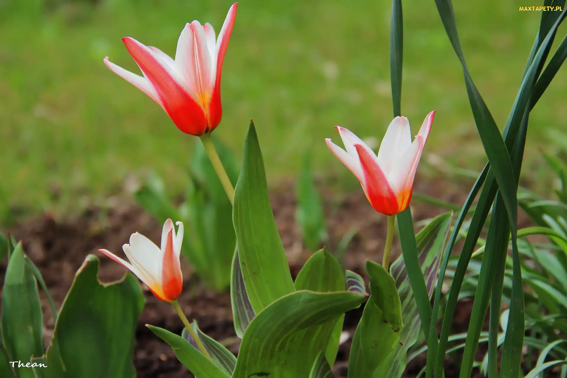 Biało, Czerwone, Tulipany