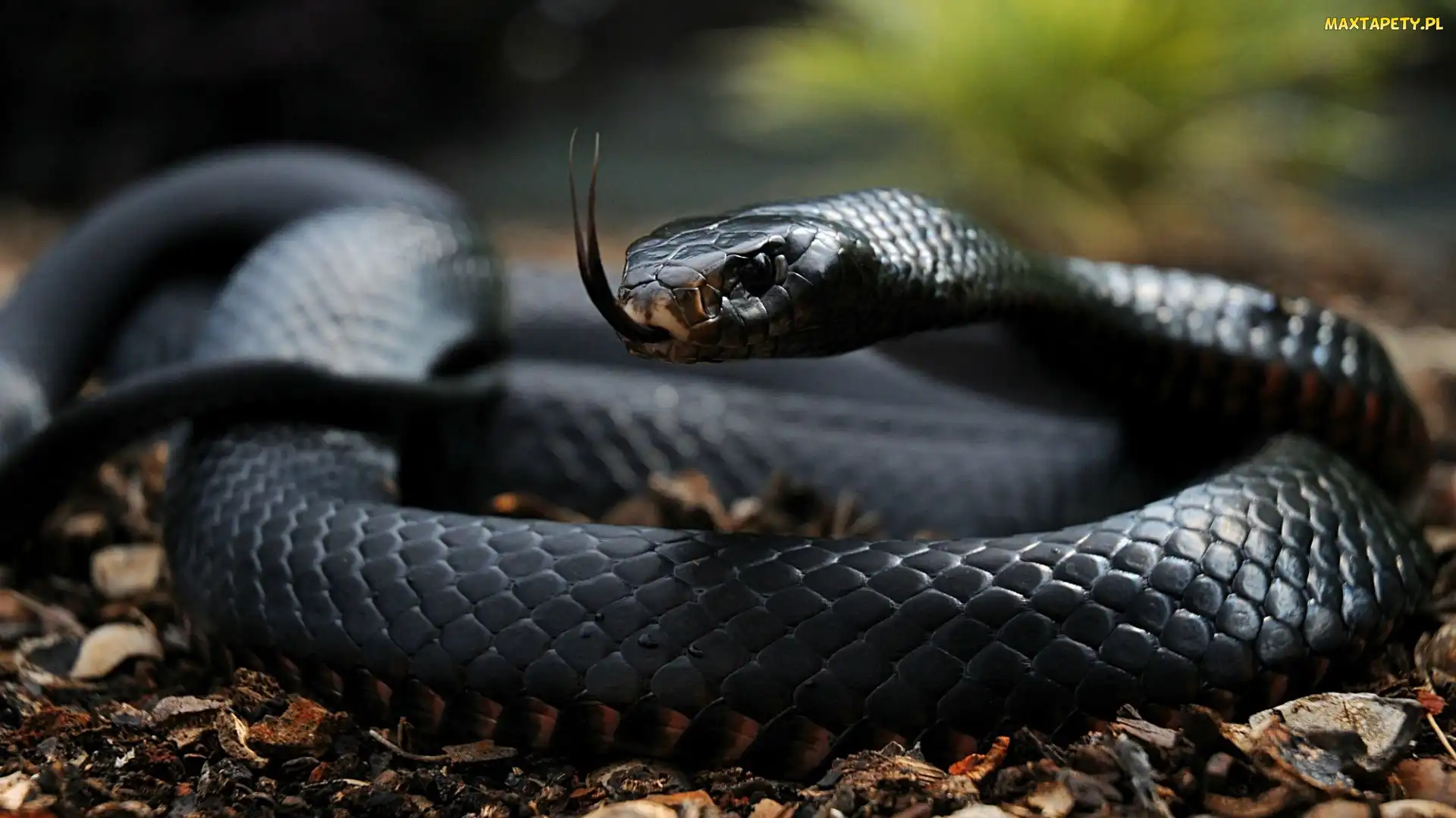 Czarna, Mamba, Wąż