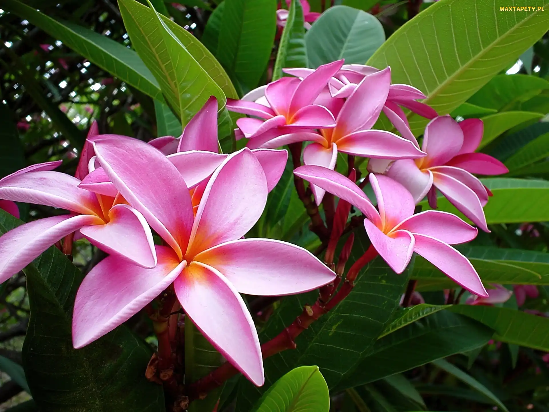 Plumeria, Liście, Różowa