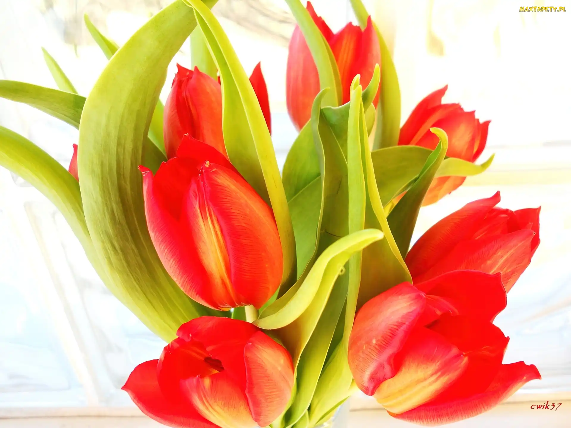 Tulipany, Bukiet, Czerwony