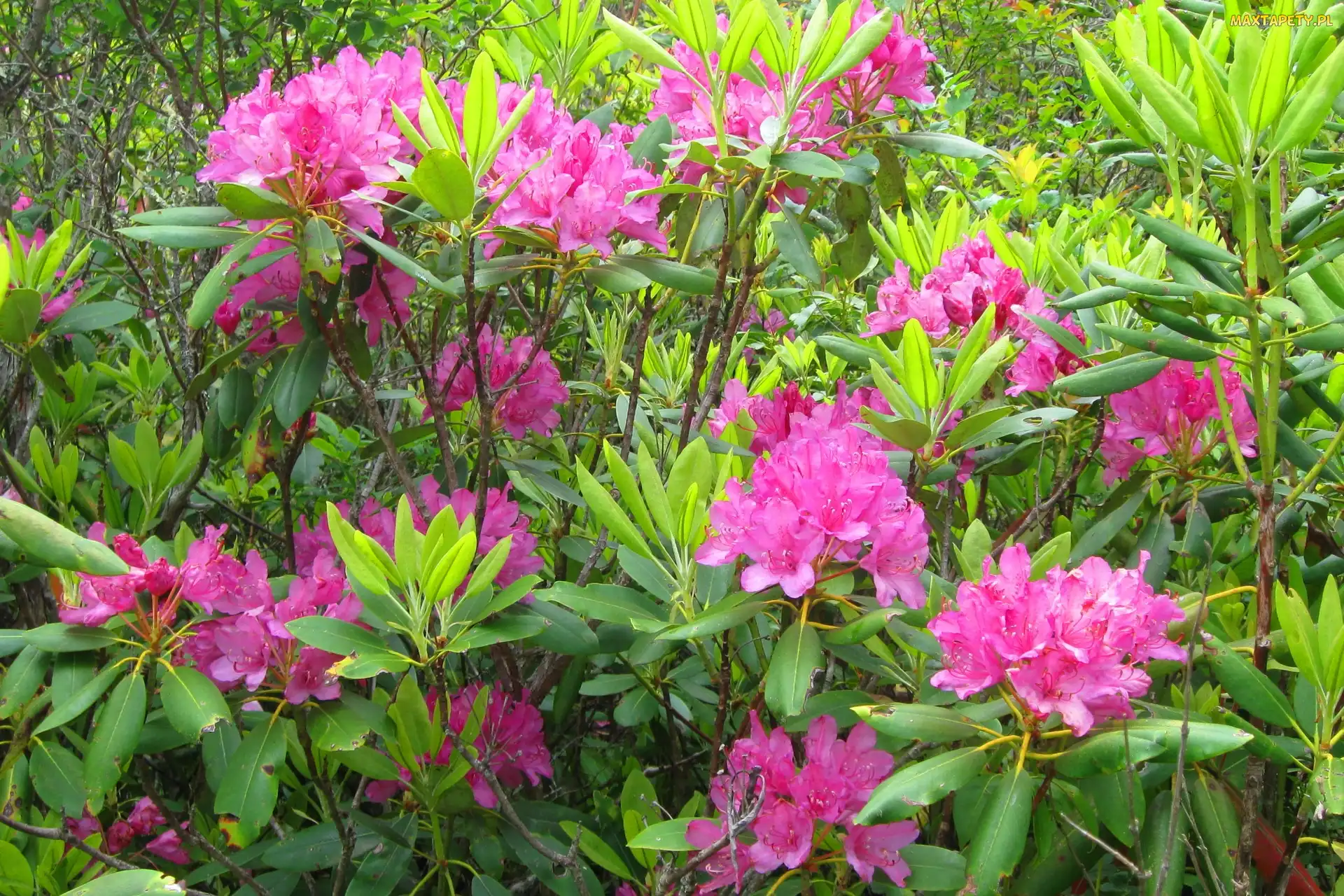 Różowe, Kwiaty, Rododendron