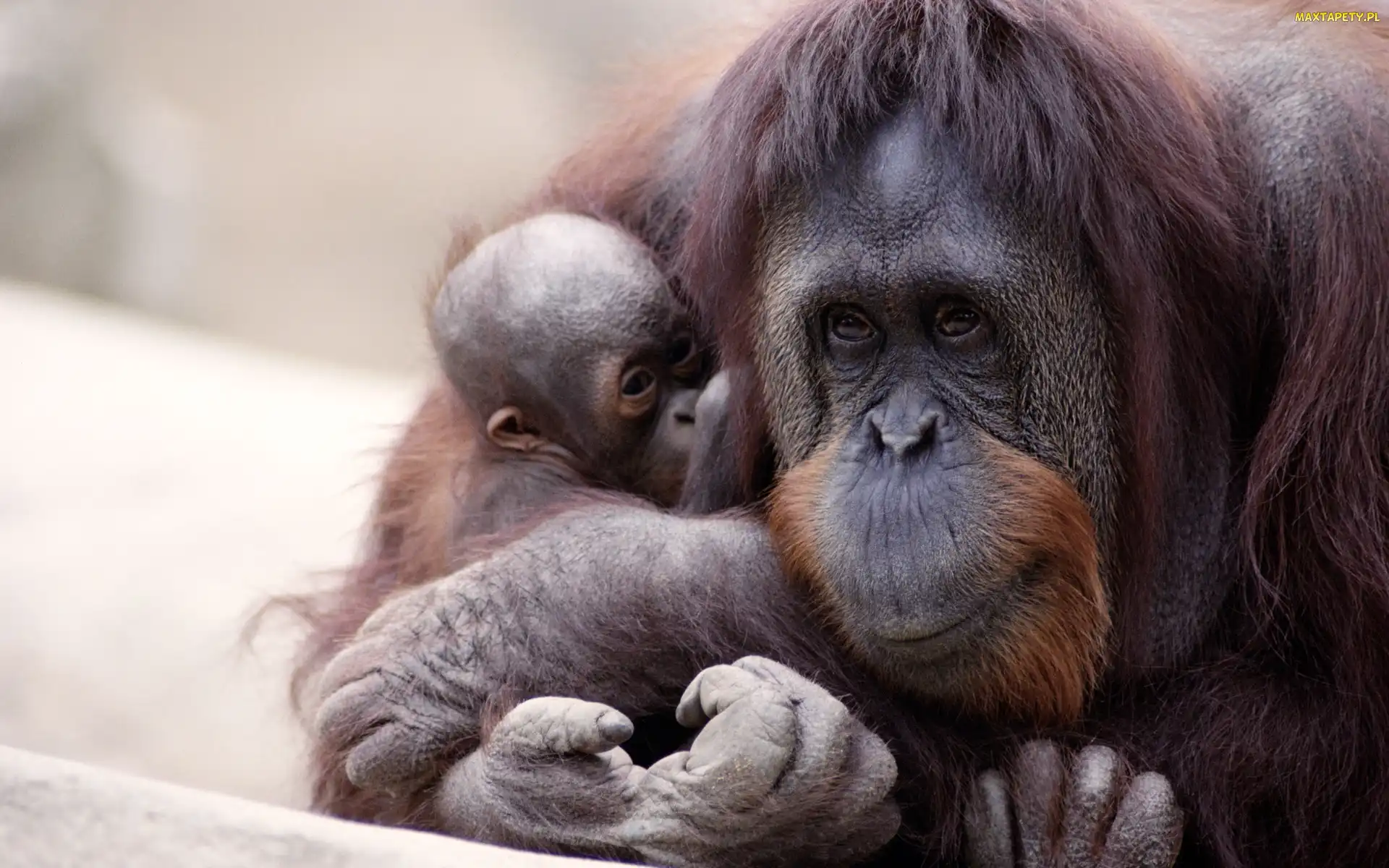 Małpa, Małe, Orangutan