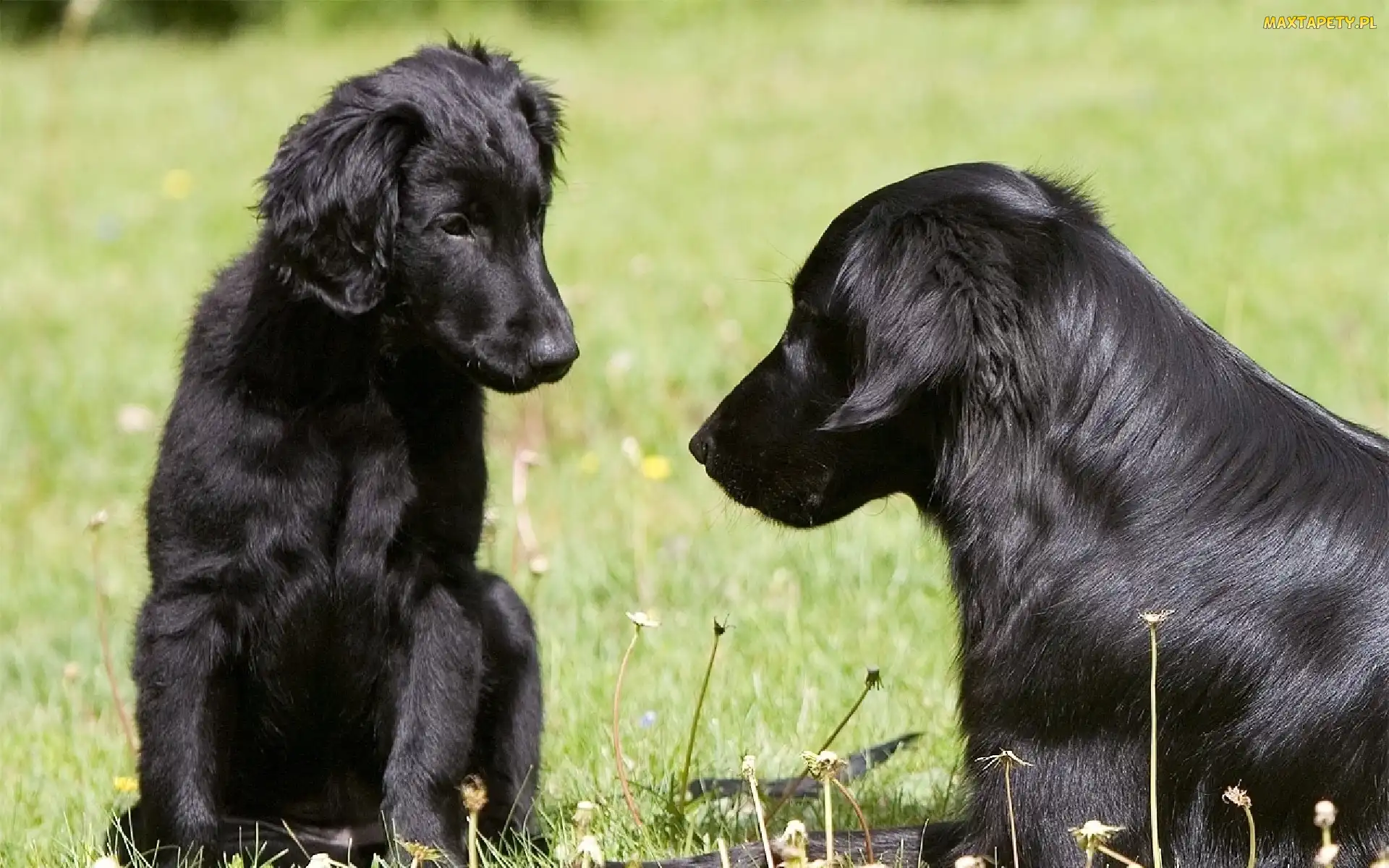 Dwa, Flat coated retriever, Psy, Czarne