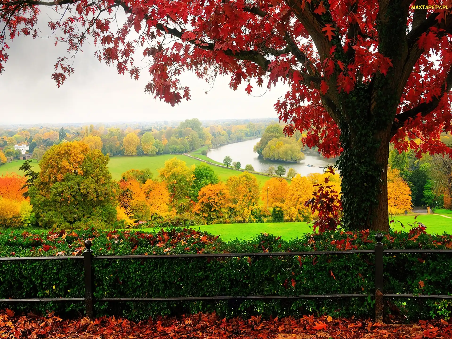 Park, Drzewo, Jesień