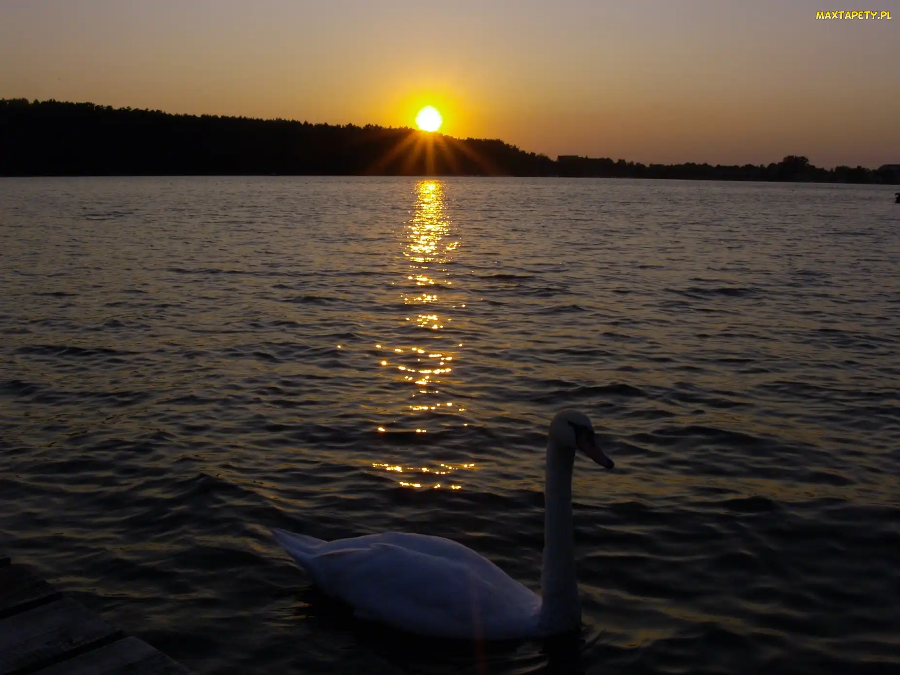 Słońca, Zachód, Jezioro, Łabędź
