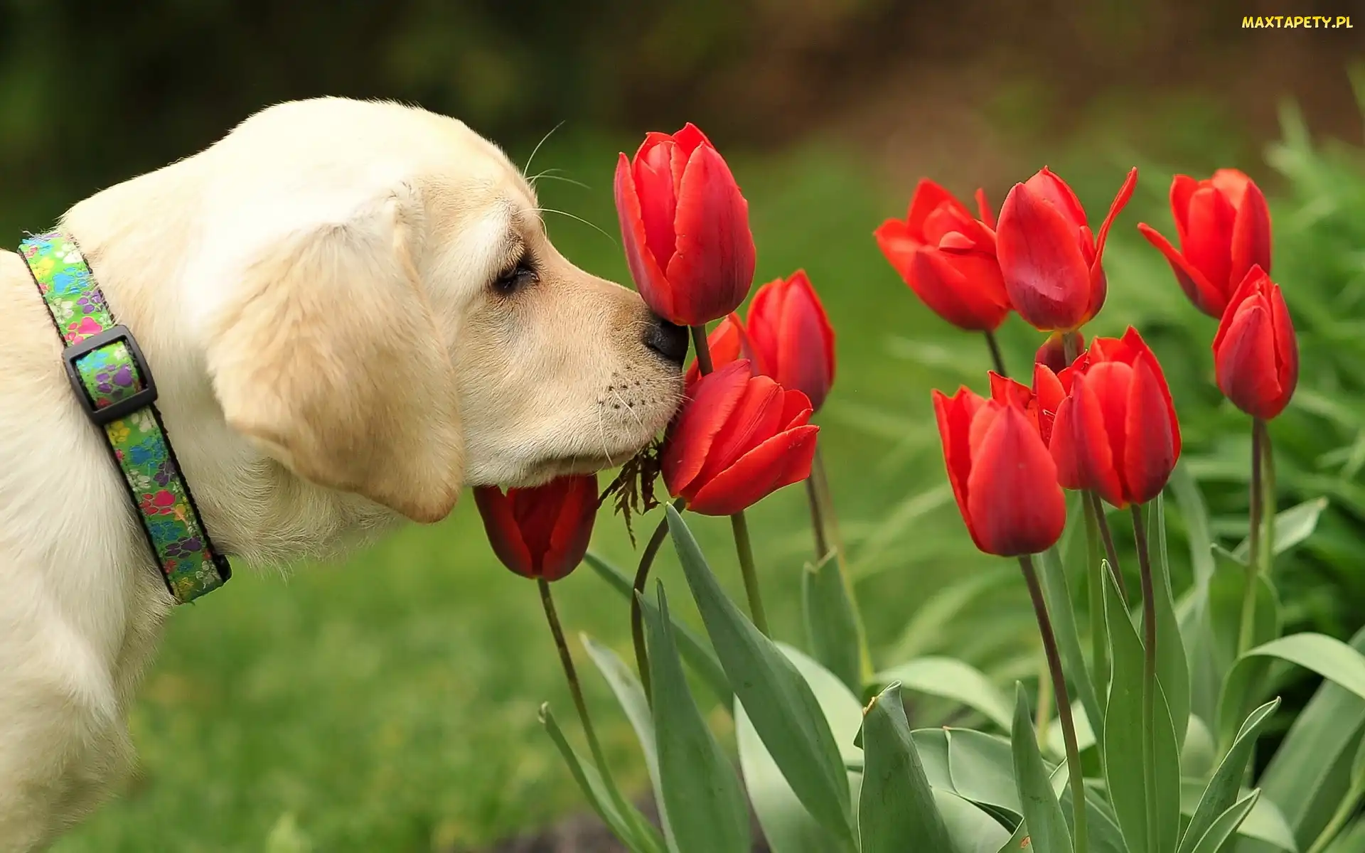 Czerwone, Tulipany, Pies