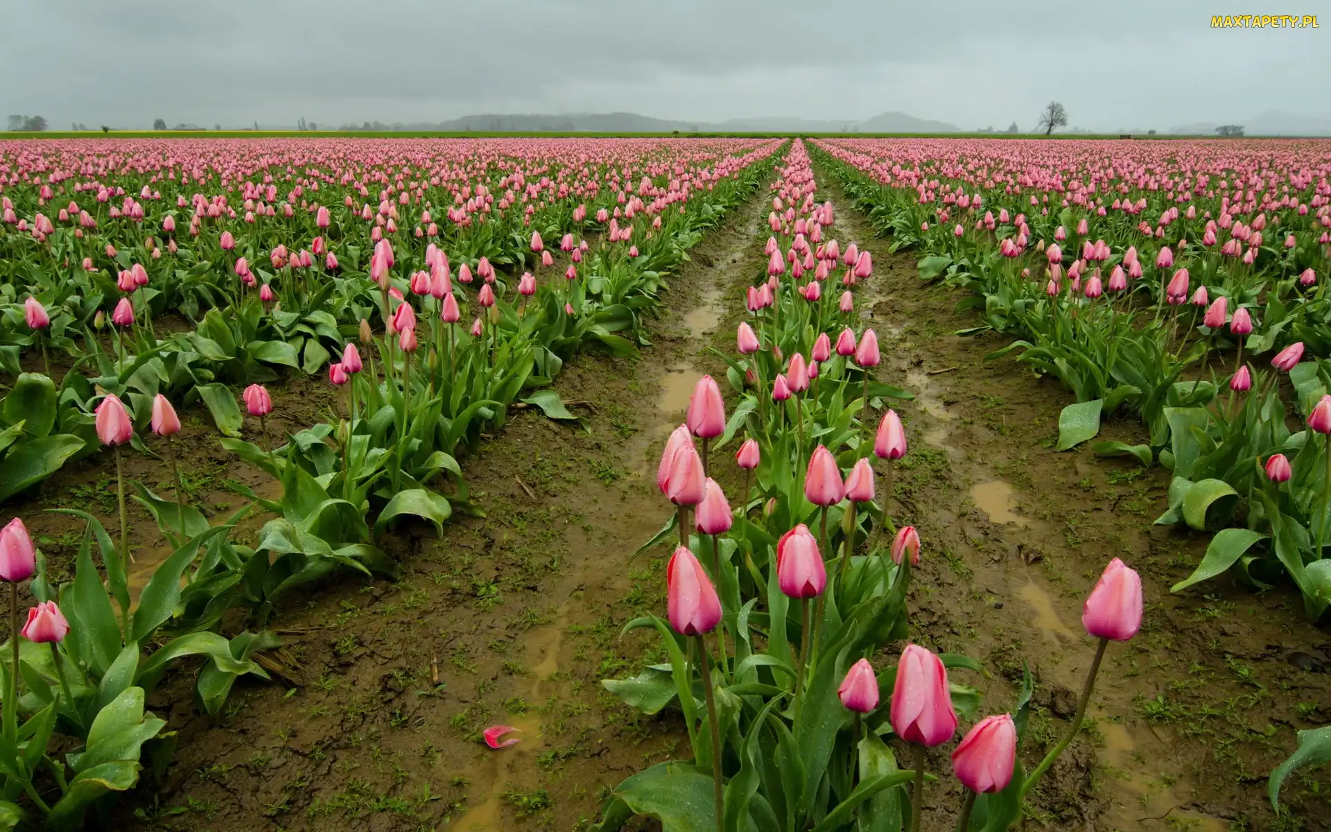 Tulipany, Uprawa, Różowe