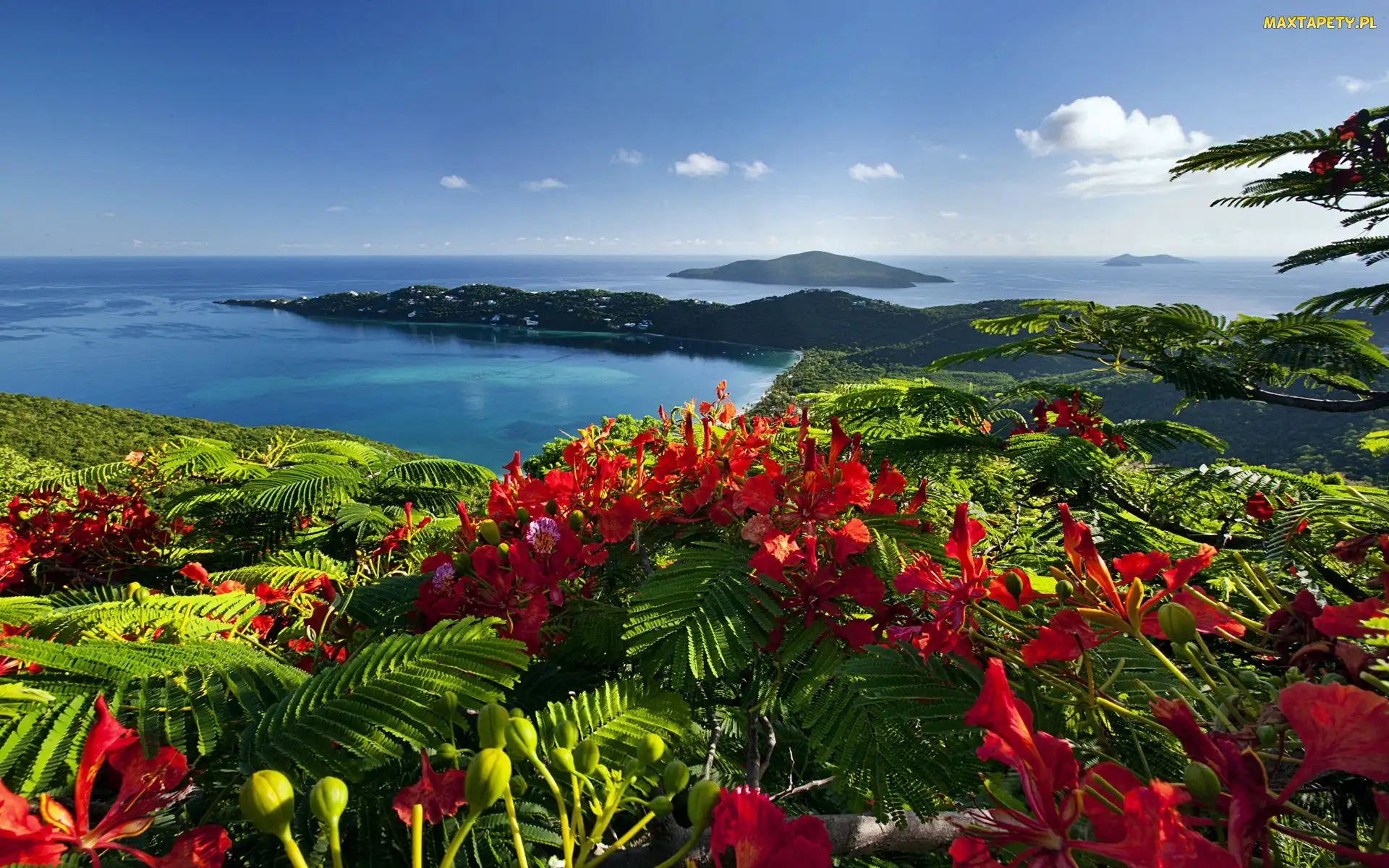 Karaiby, Wyspy, Kwiaty, Ocean
