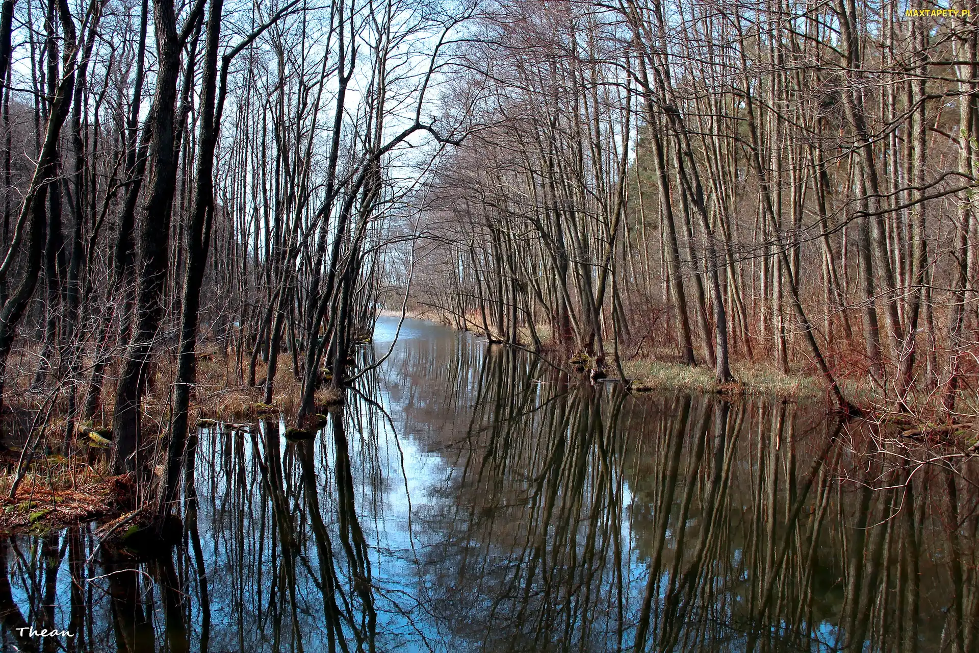 Las, Jezioro, Drzewa
