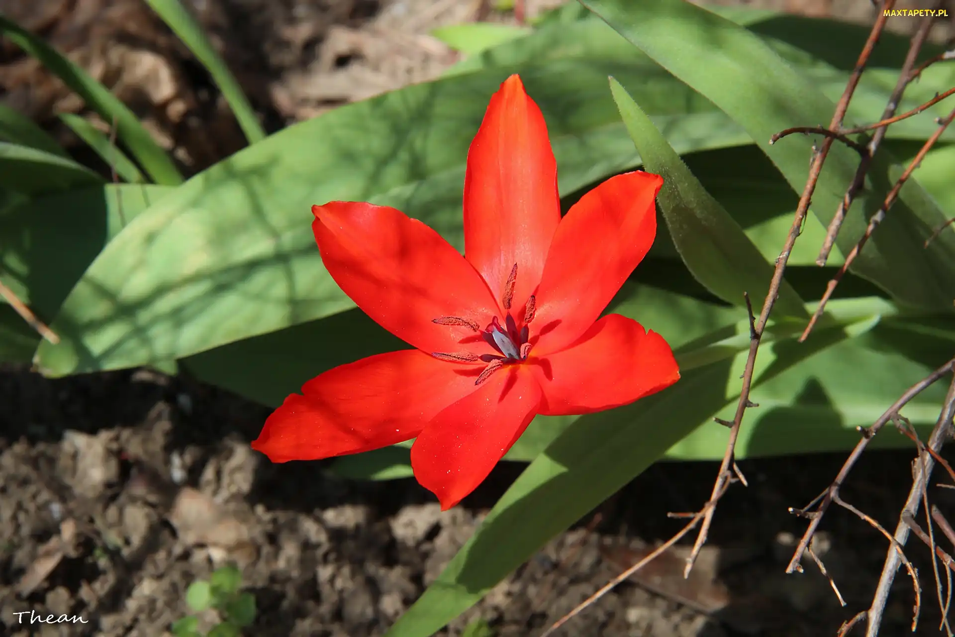 Tulipan, Czerwony