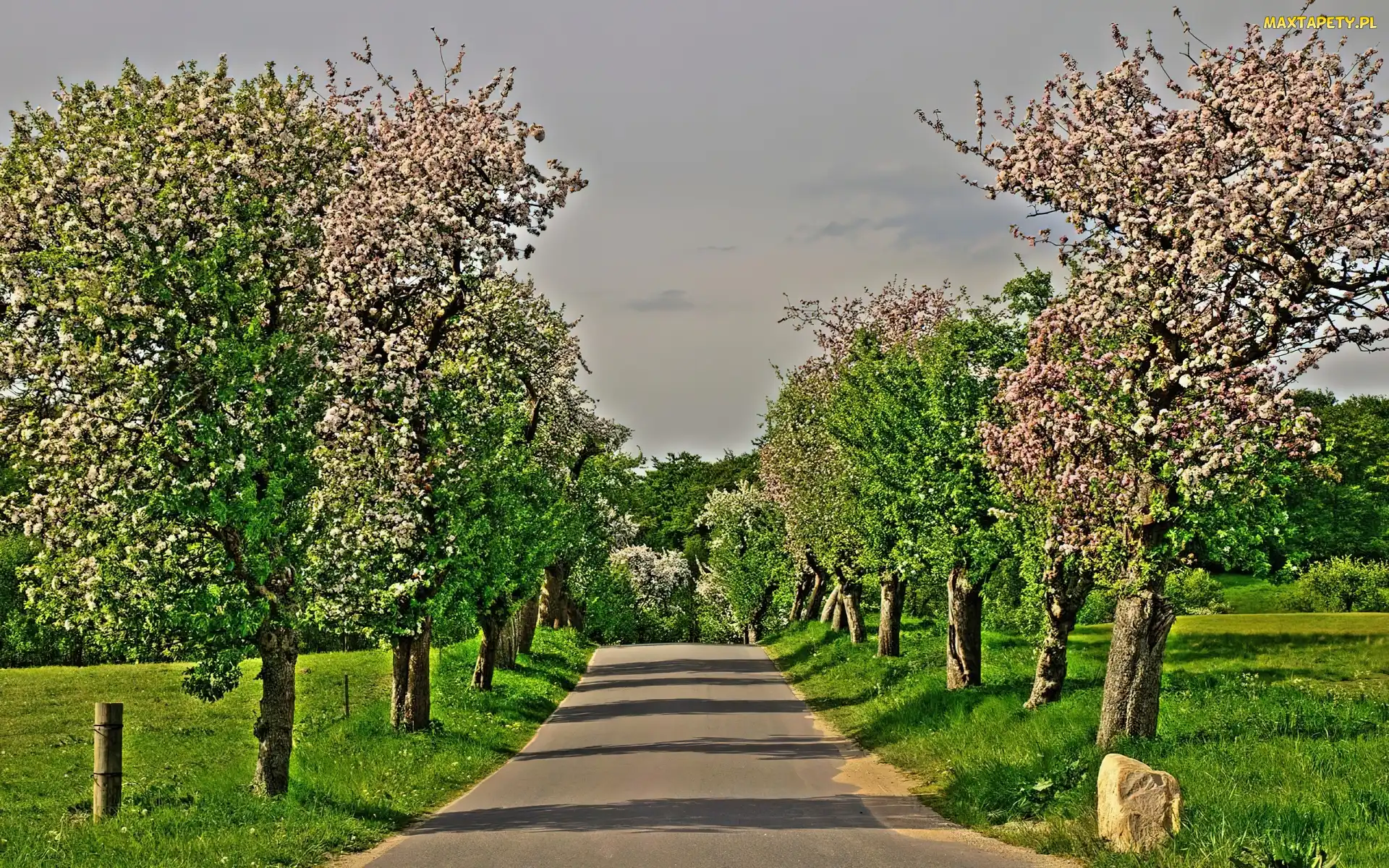 Łąki, Drzew, Aleja, Kwitnących