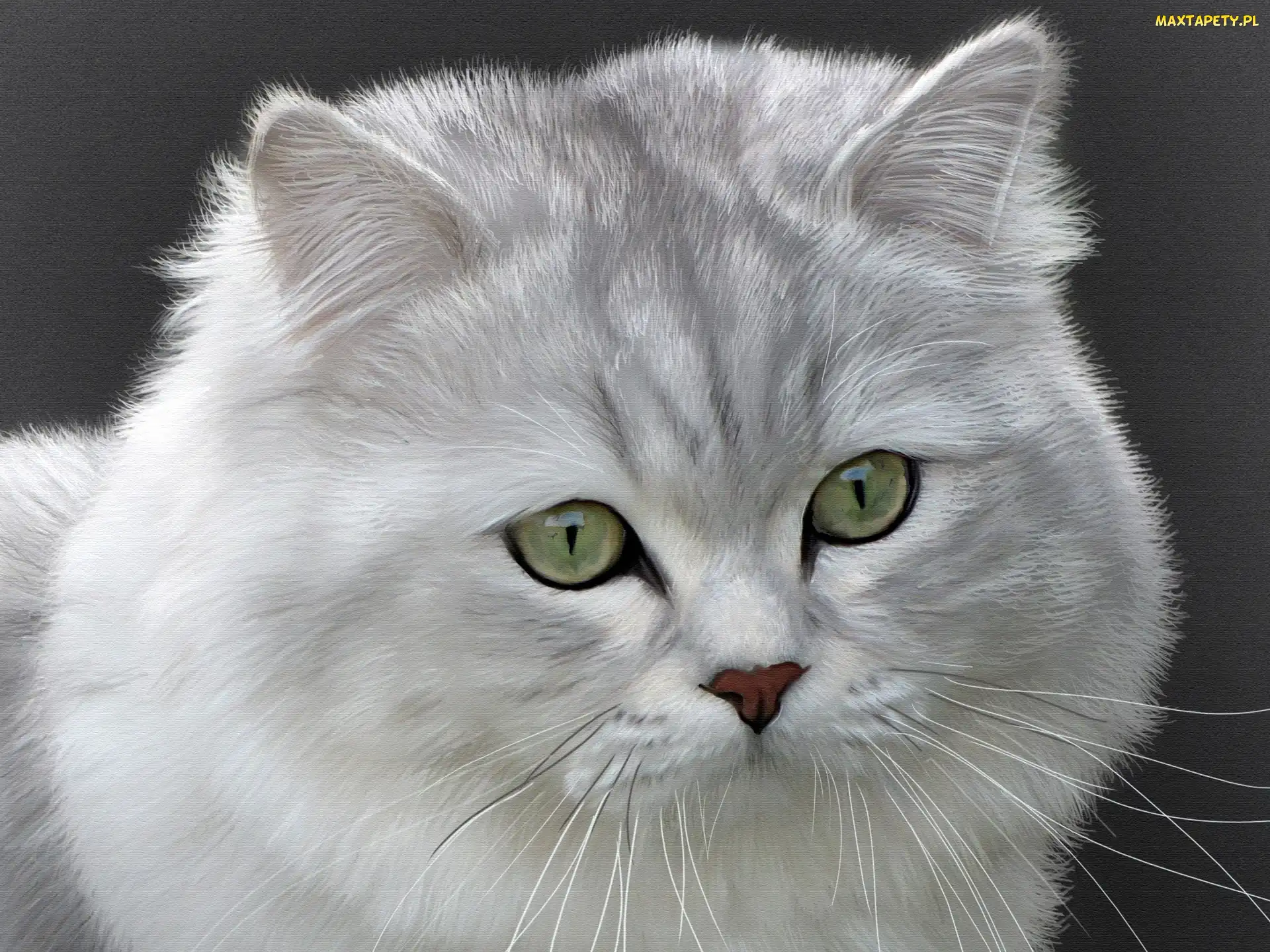 Portret, Obraz, Kot