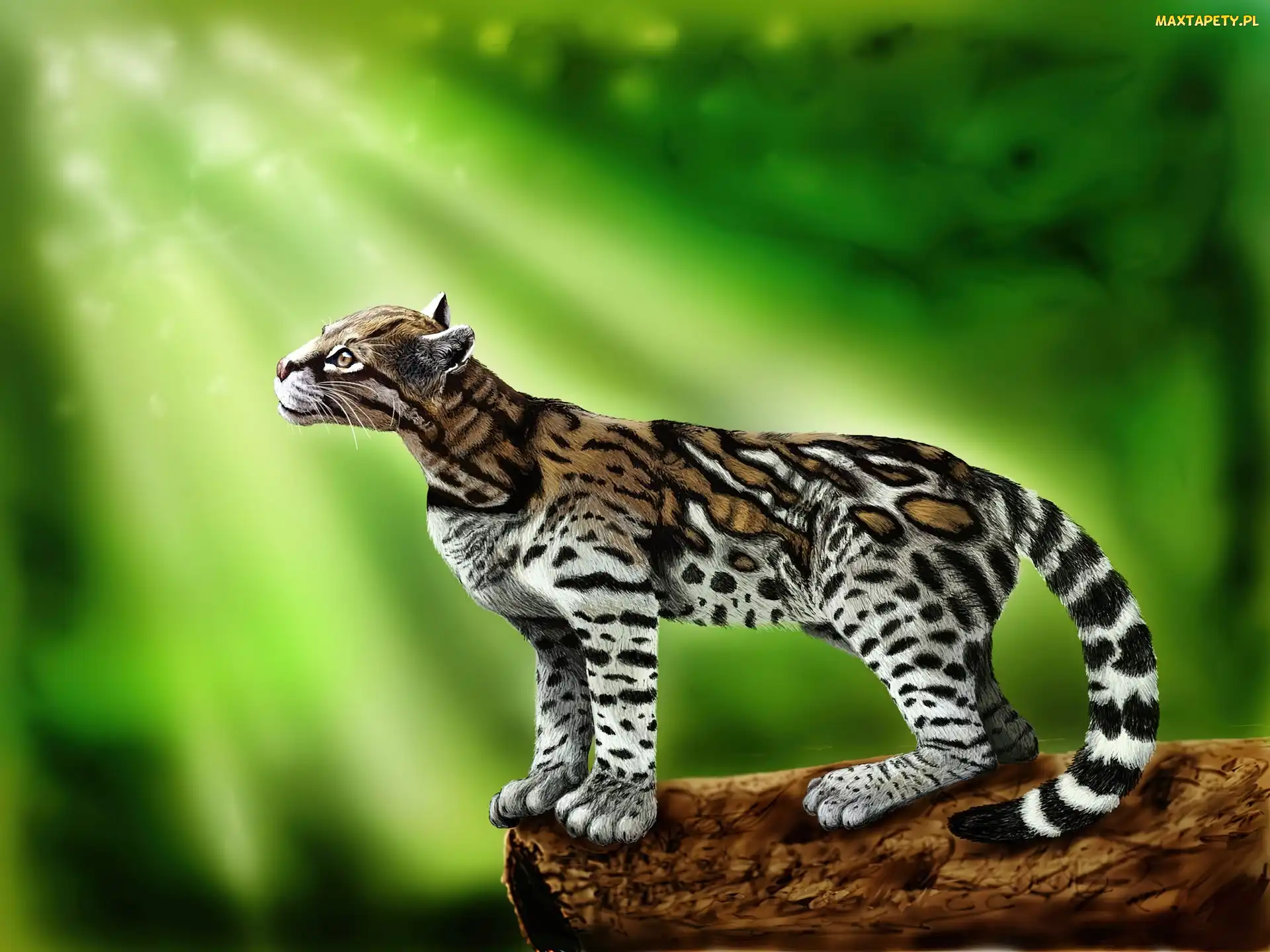 Grafika, Światła, Ocelot, Promienie