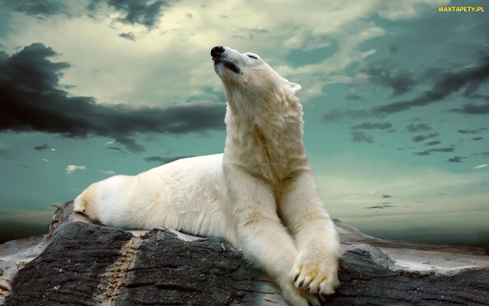 Polarny, Skała, Niedźwiedź
