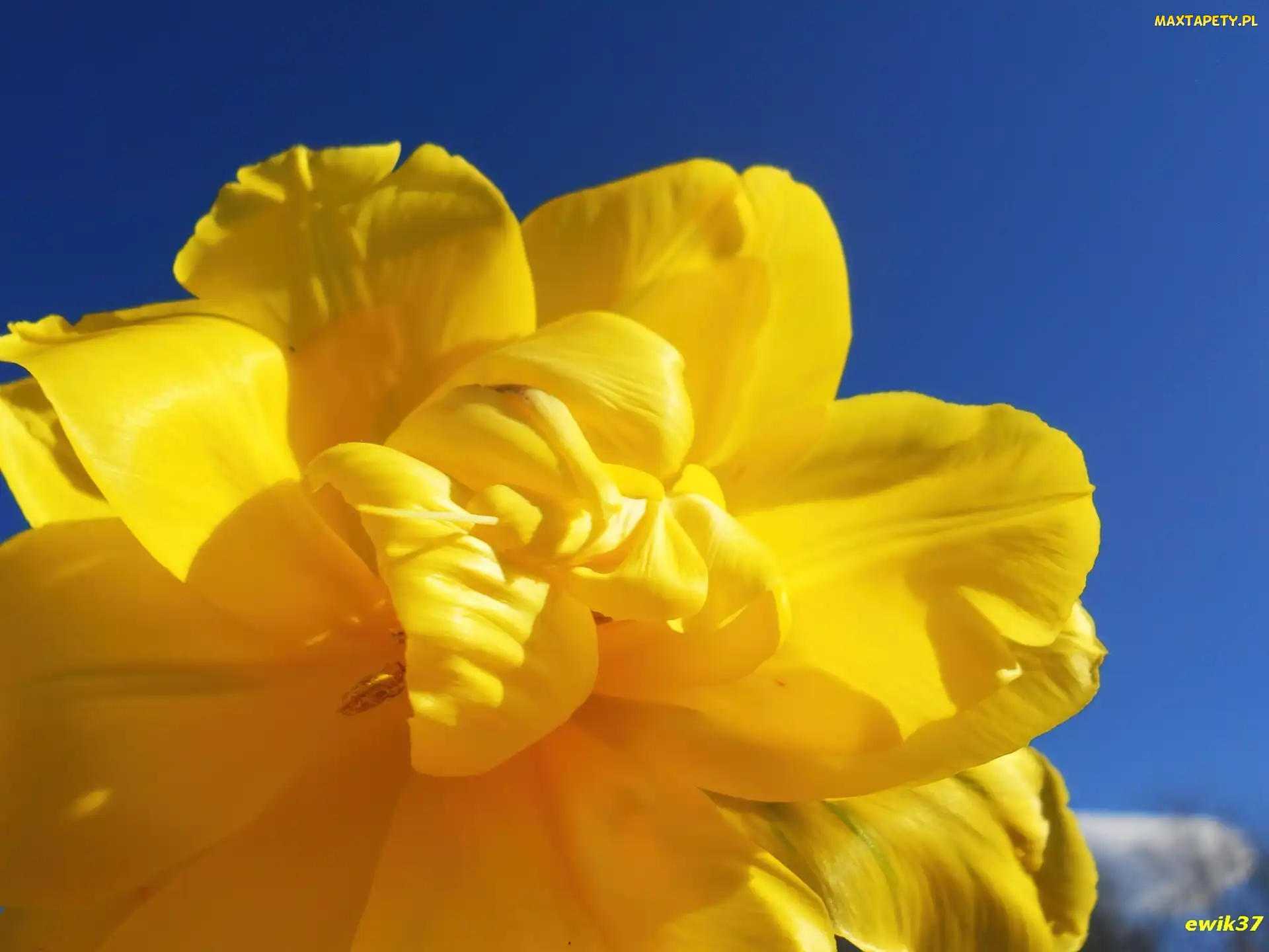 Tulipan, Niebo, Żółty