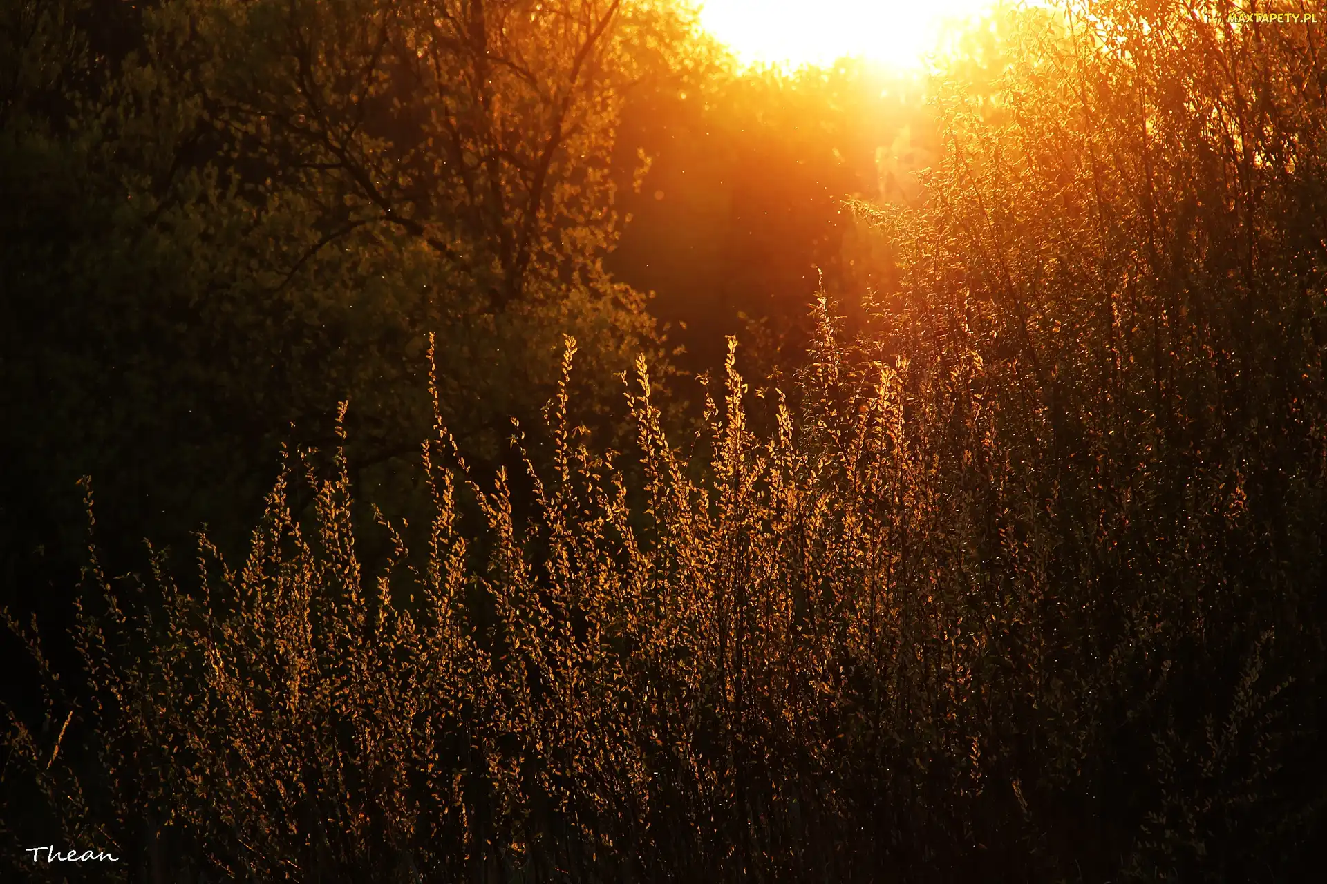 Rośliny, Wieczór