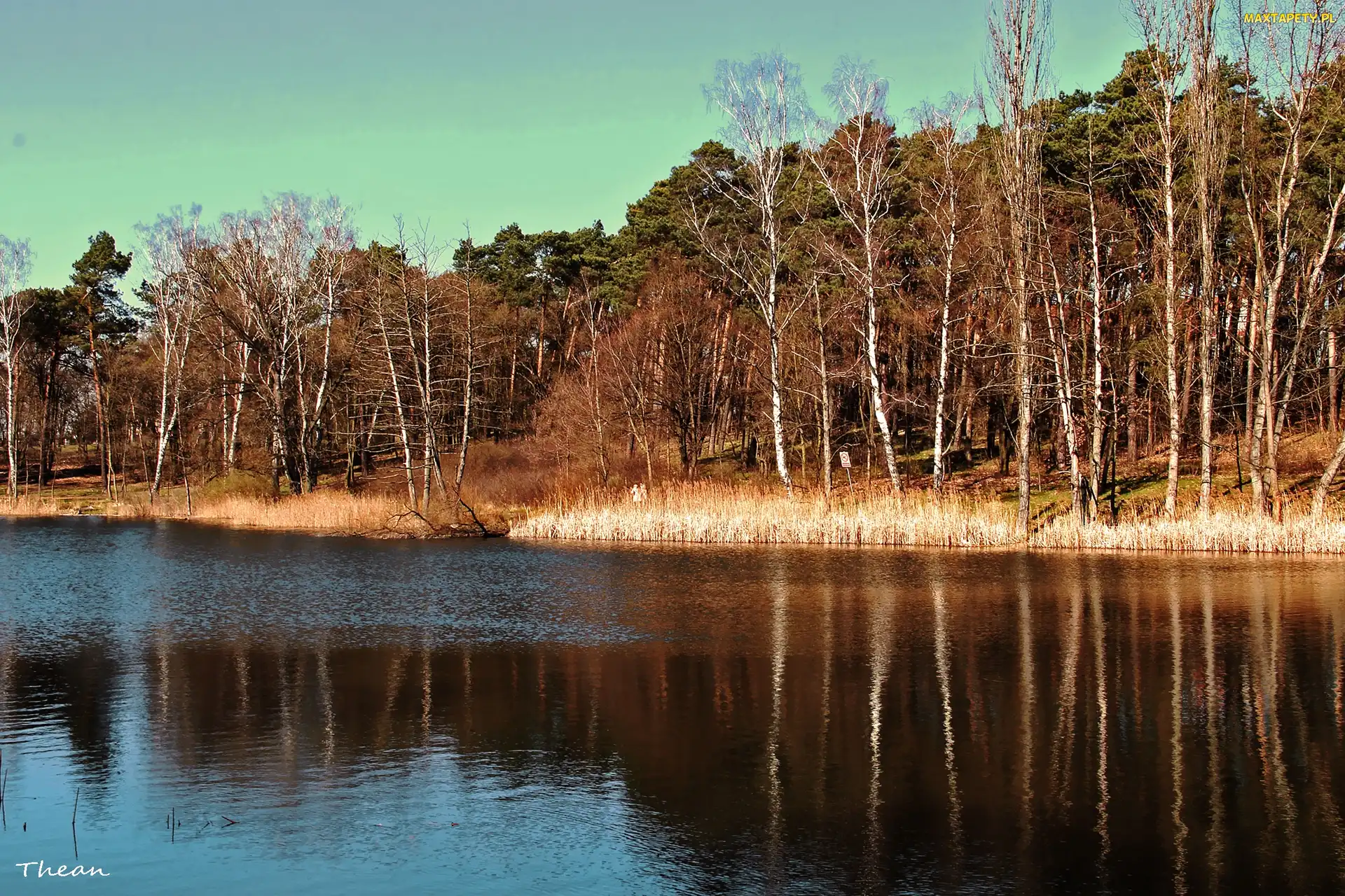 Jezioro, Przedwiośnie
, Las