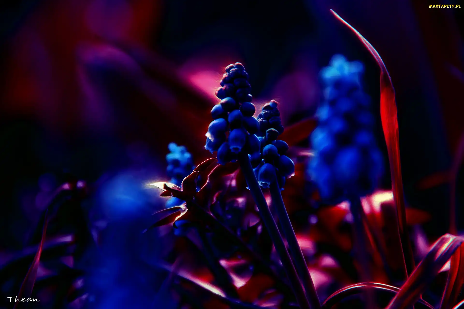 Kwiaty, Fractalius, Szafirki