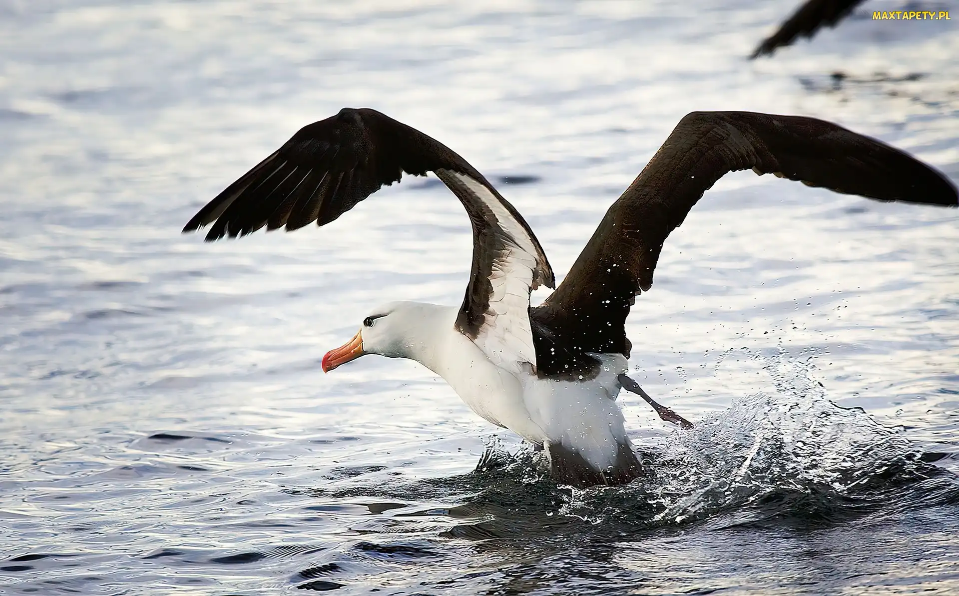 Woda, Skrzydła, Albatros, Rozłożone