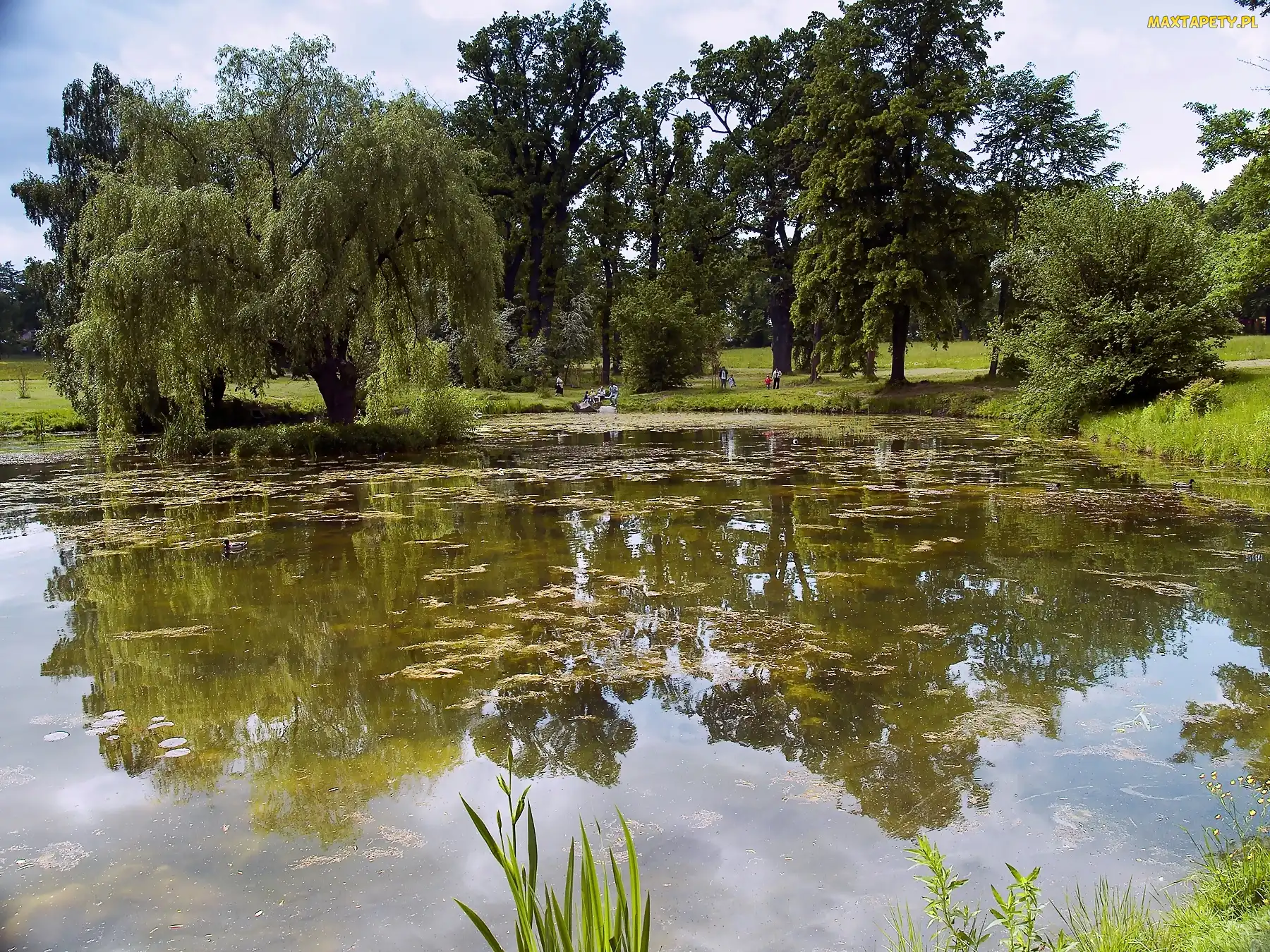 Park, Płacząca, Wierzba, Staw
