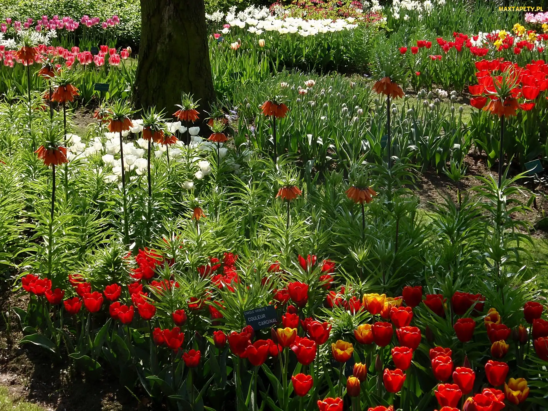 Ogród, Kwiatów, Gatunki, Botaniczny