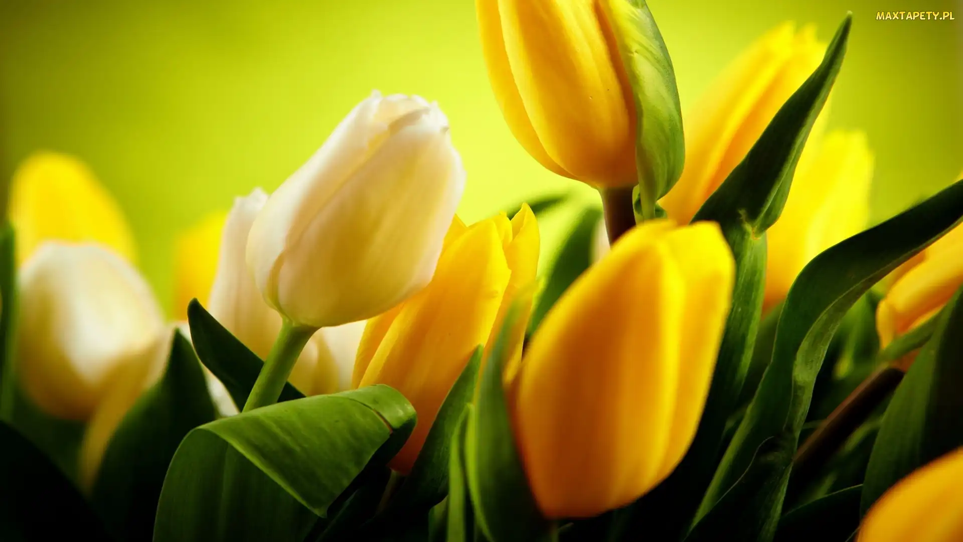 Żółte, Tulipany, Białe
