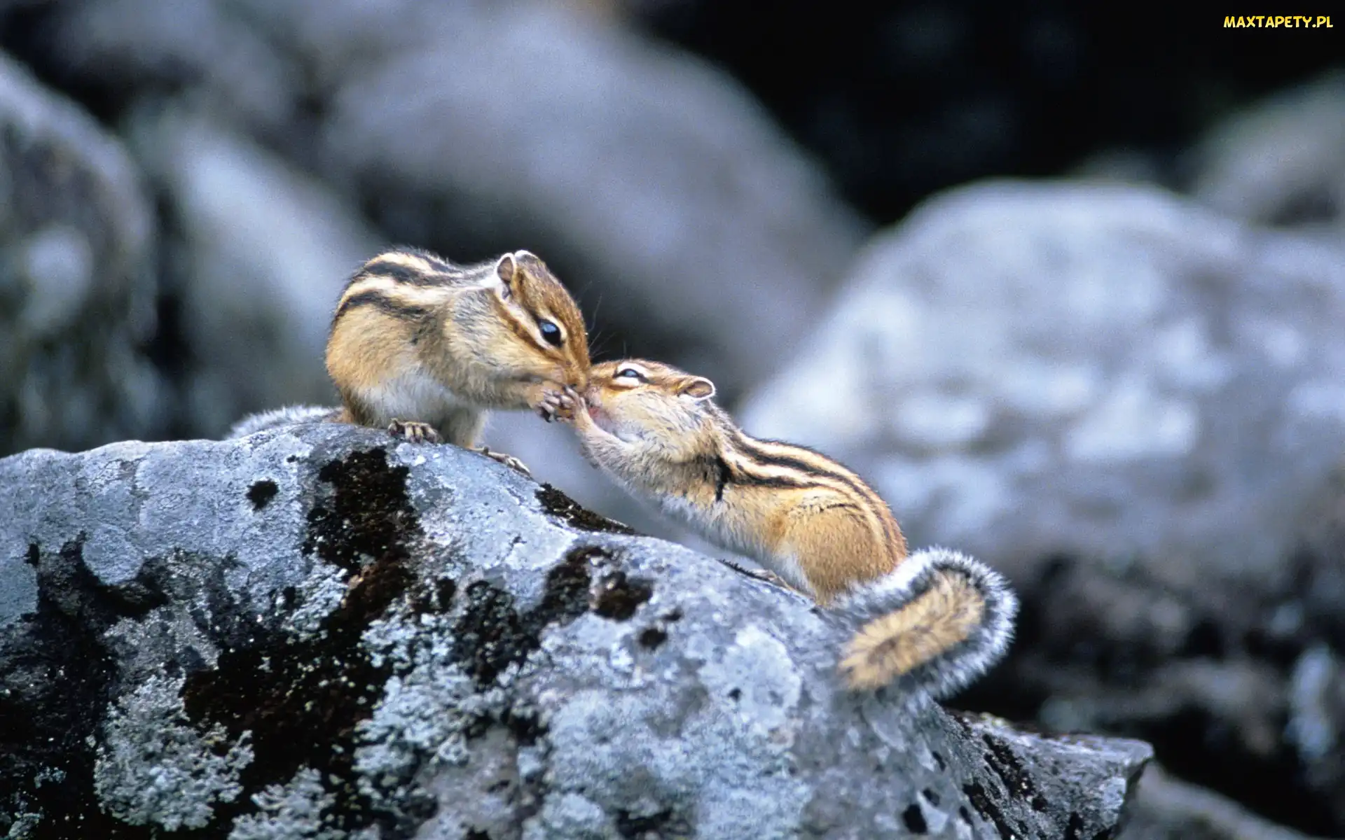 Dwa, Skały, Buziak, Chipmunki