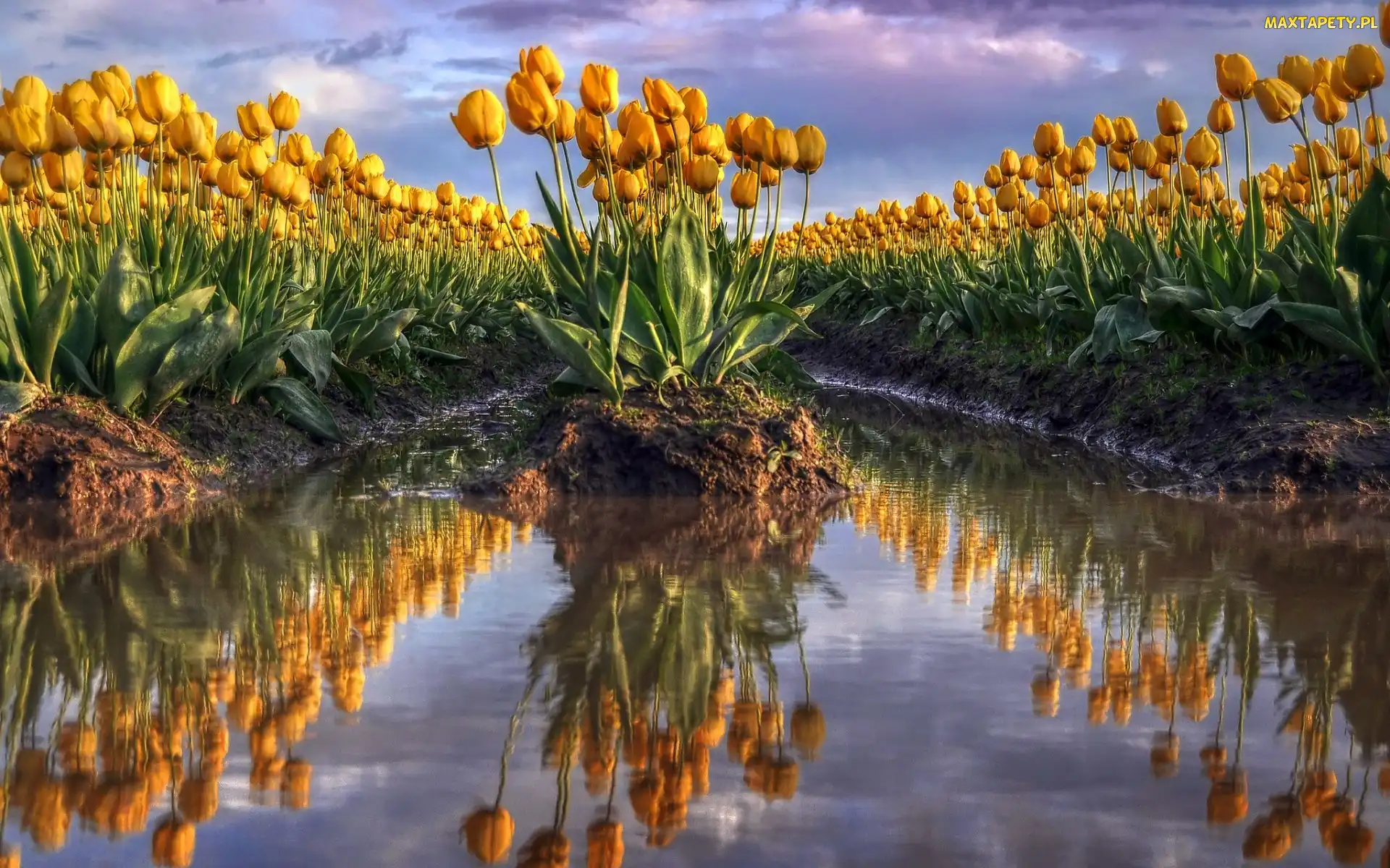 Tulipany, Pole, Żółte