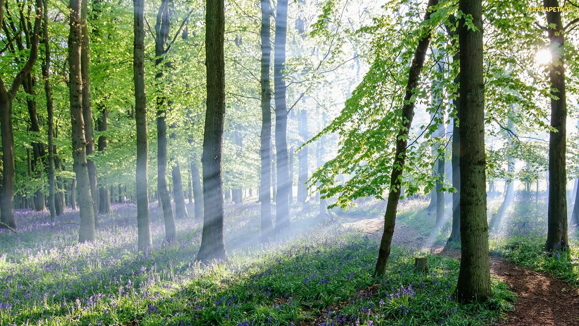 Ścieżka, Słońca, Promienie, Kwiatki, Las