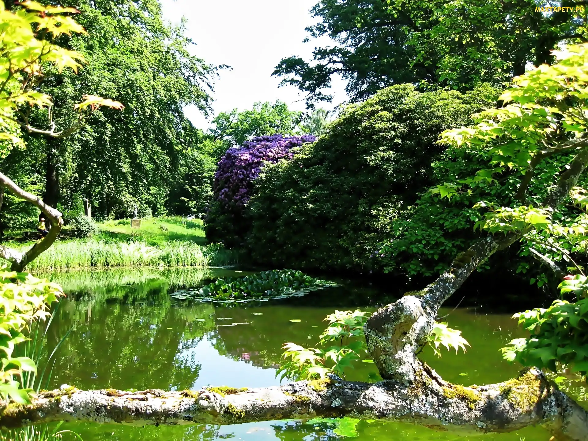 Pień, Zwalony, Park, Staw